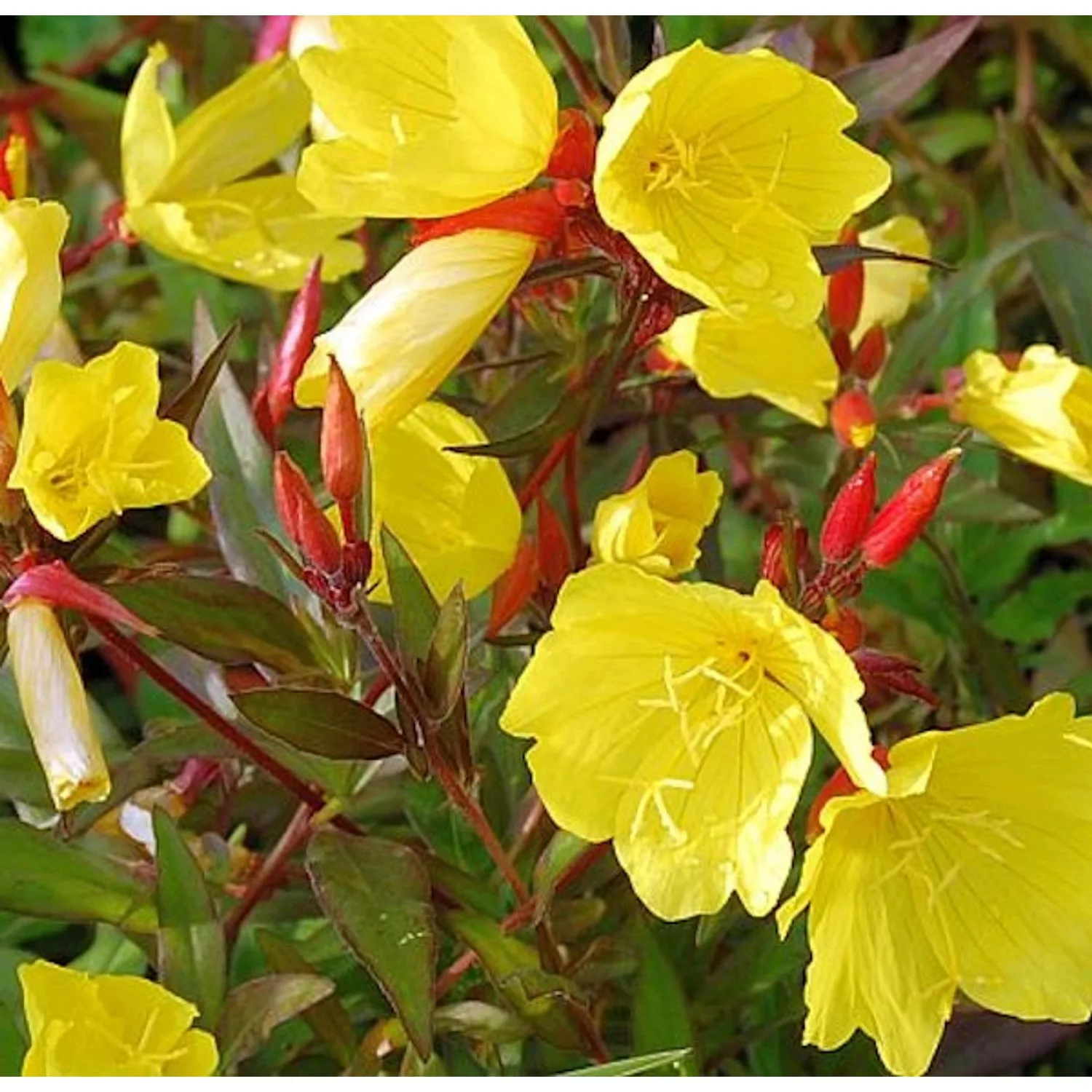 Nachtkerze Hohes Licht - Oenothera fruticosa günstig online kaufen