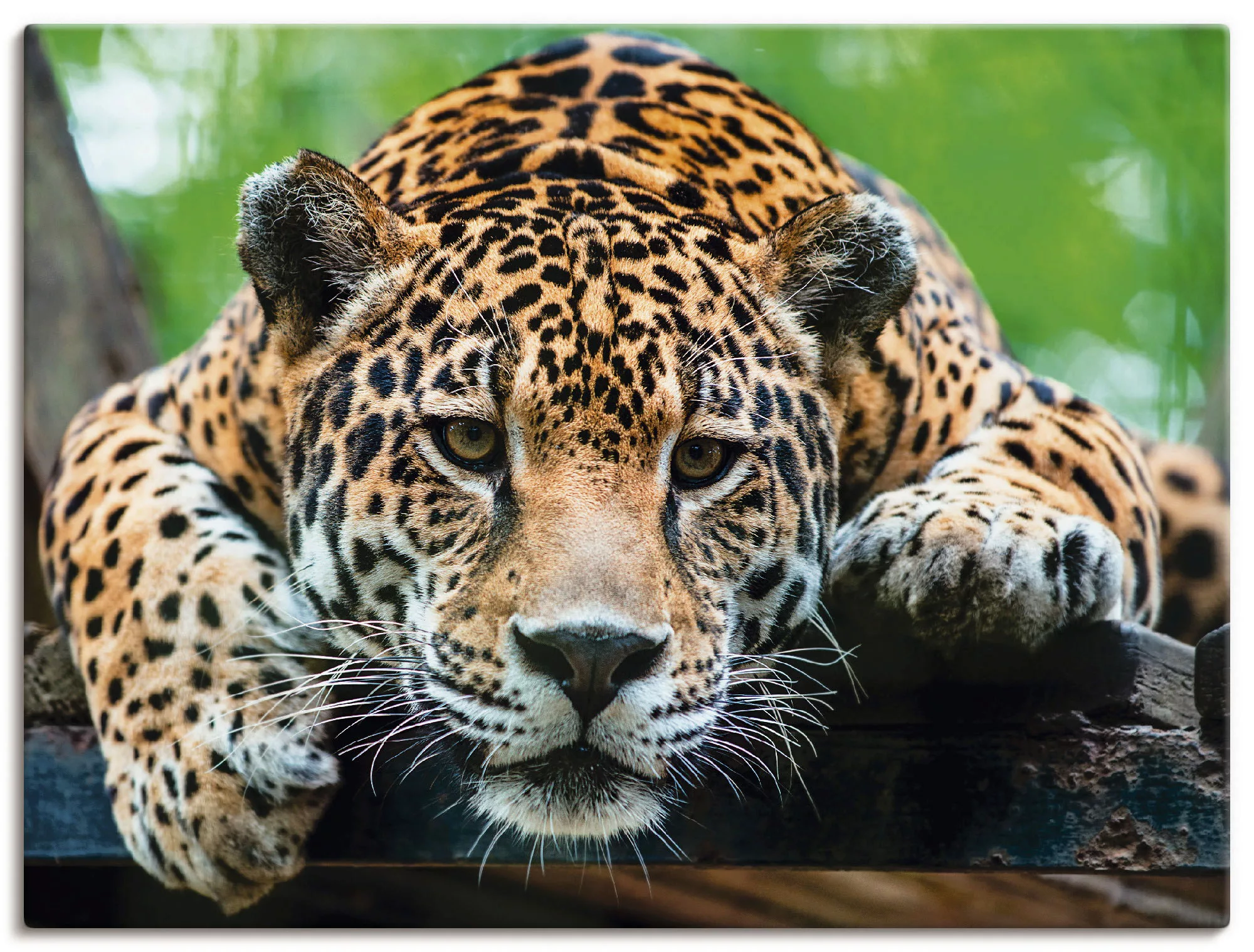 Artland Wandbild »Südamerikanischer Jaguar«, Wildtiere, (1 St.), als Alubil günstig online kaufen