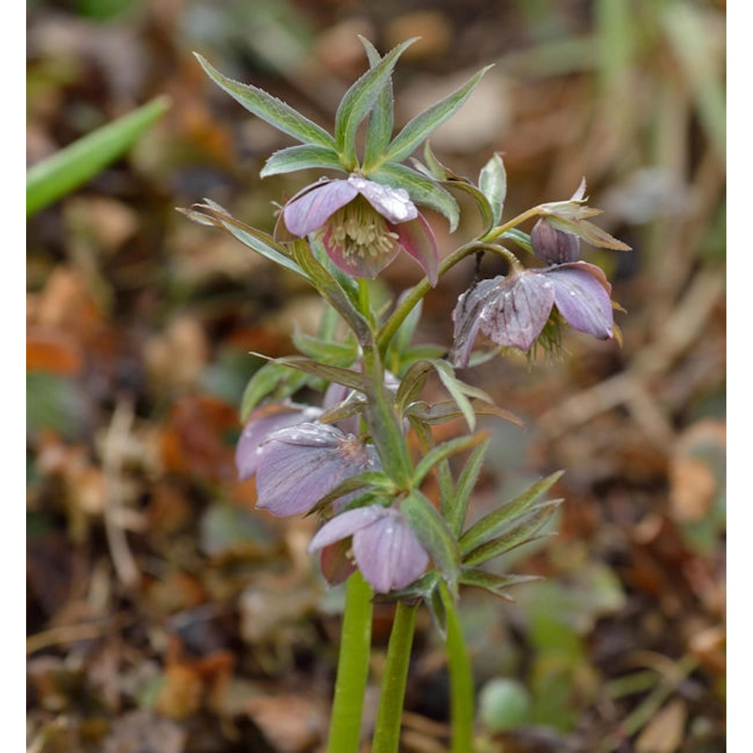 Purpur Lenzrose - Helleborus purpurascens günstig online kaufen