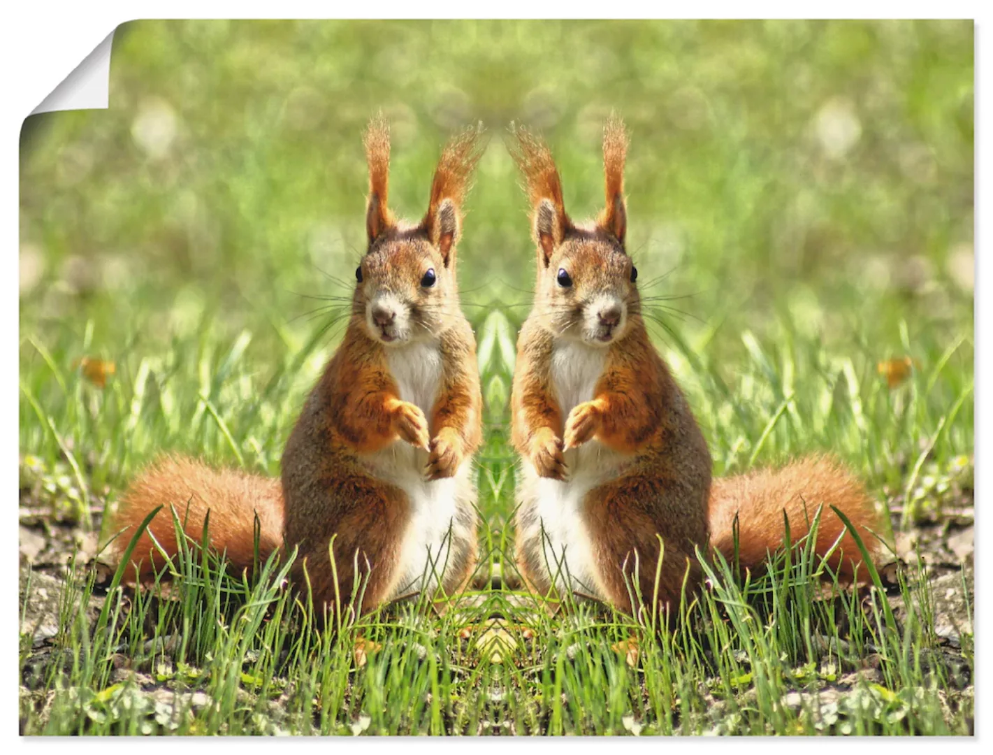 Artland Wandbild "Rote Eichhörnchen Zwillinge", Wildtiere, (1 St.) günstig online kaufen