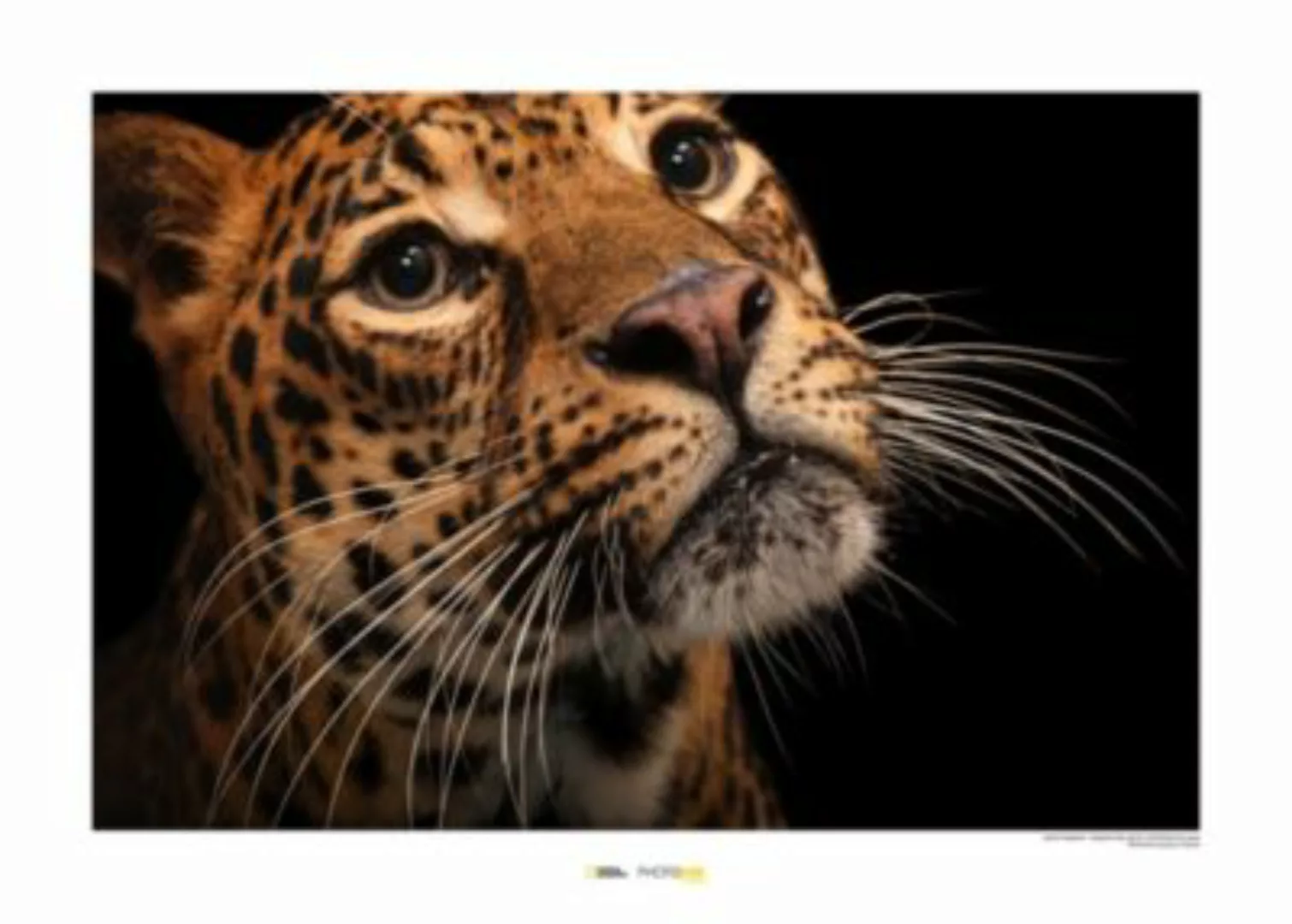 KOMAR Wandbild - Javan Leopard - Größe: 70 x 50 cm mehrfarbig Gr. one size günstig online kaufen