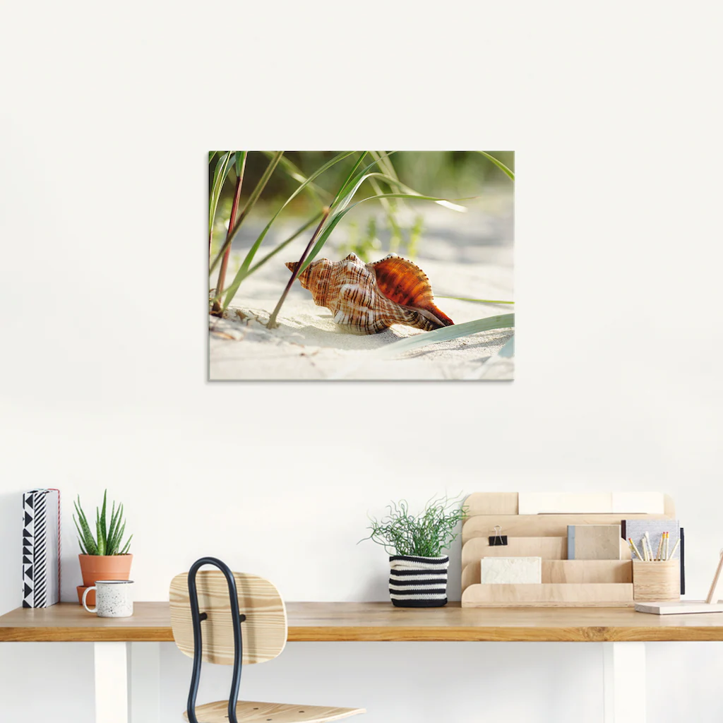 Artland Glasbild »Große Muschel am Strand«, Wassertiere, (1 St.), in versch günstig online kaufen