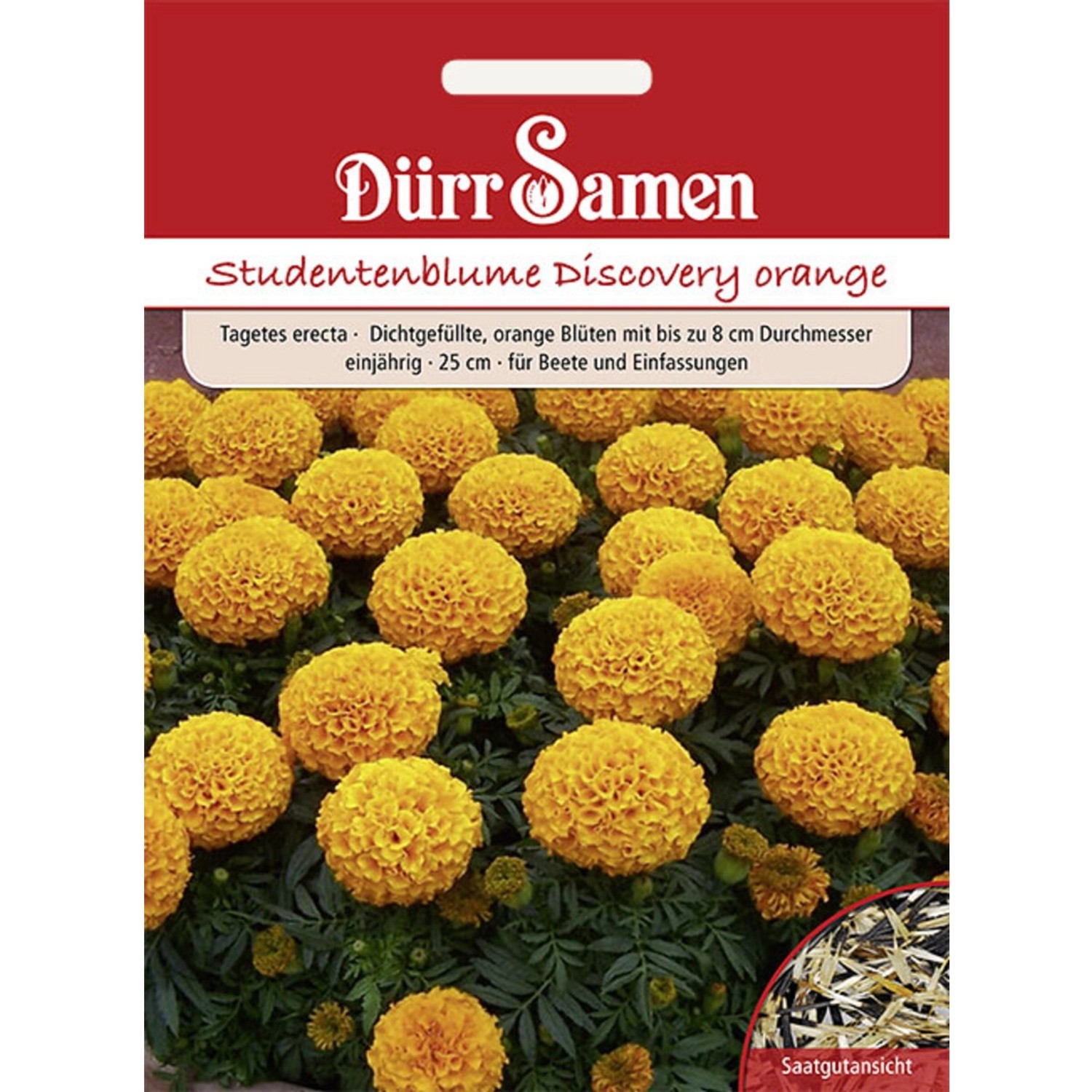 Dürr Samen Studentenblumen Discovery Orange Einjährig Saatgut günstig online kaufen