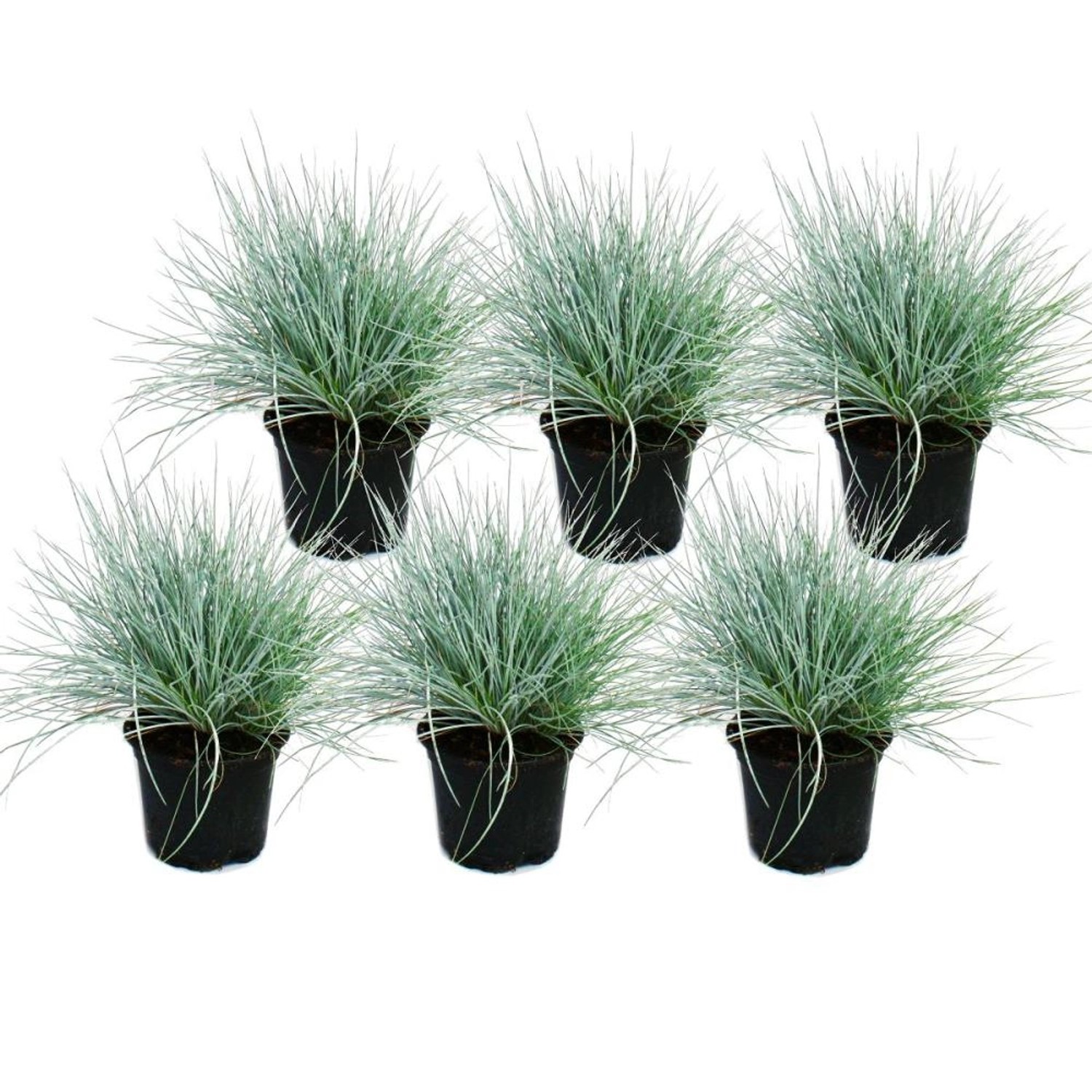 Exotenherz Blauschwingel-Gras Festuca Glauca Set mit 6 Pflanzen 9cm Topf günstig online kaufen