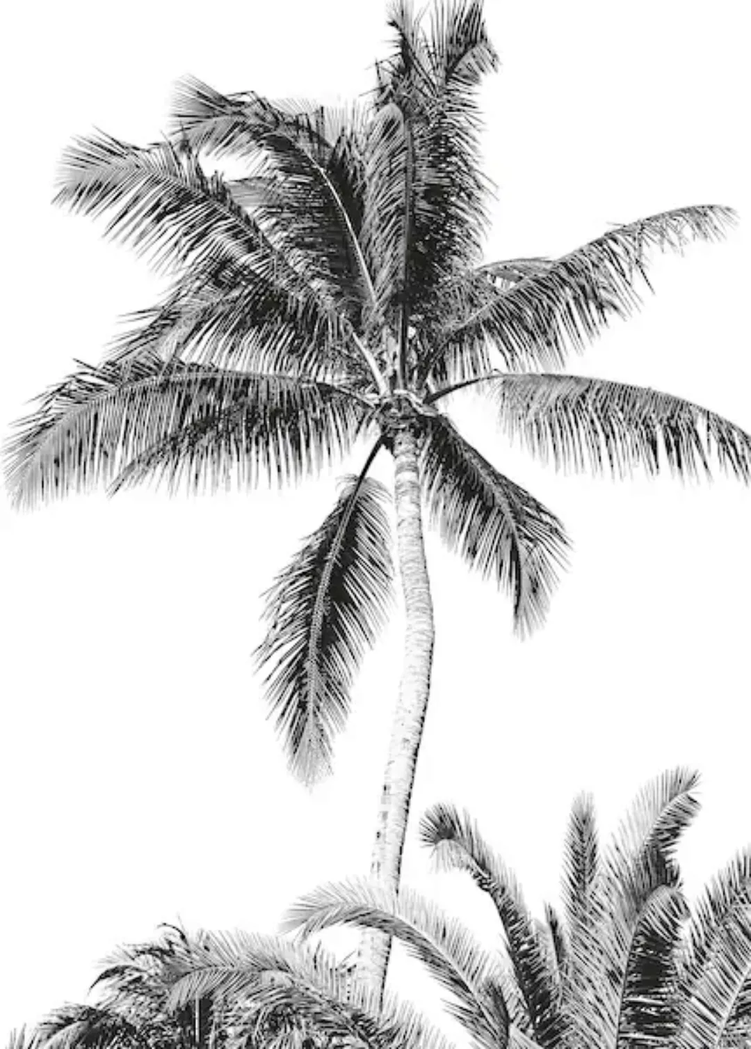 Komar Vliestapete »Retro Palm«, 200x280 cm (Breite x Höhe) günstig online kaufen