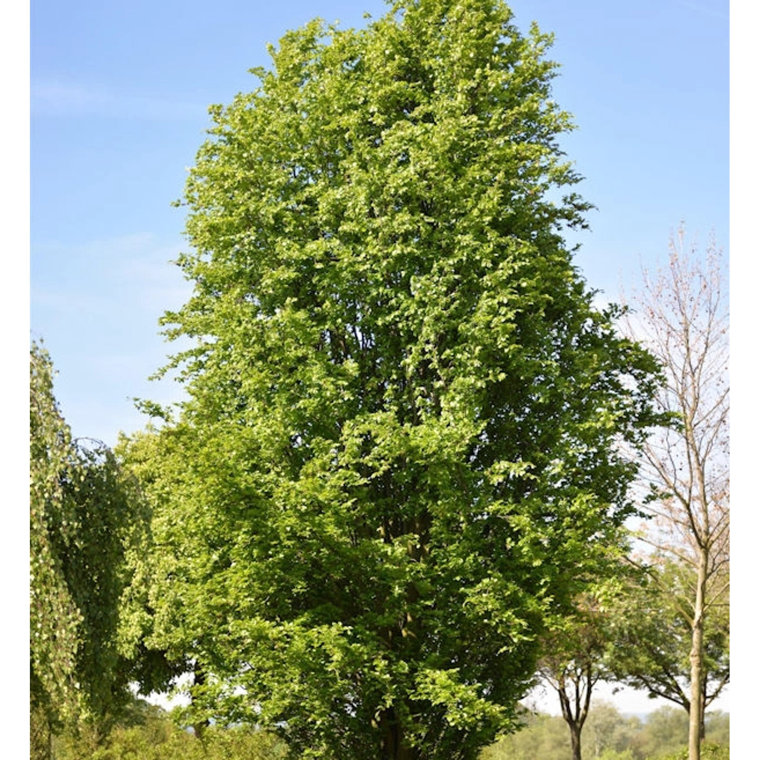 Säulen Rotbuche Dawyck 100-125cm - Fagus sylvatica günstig online kaufen