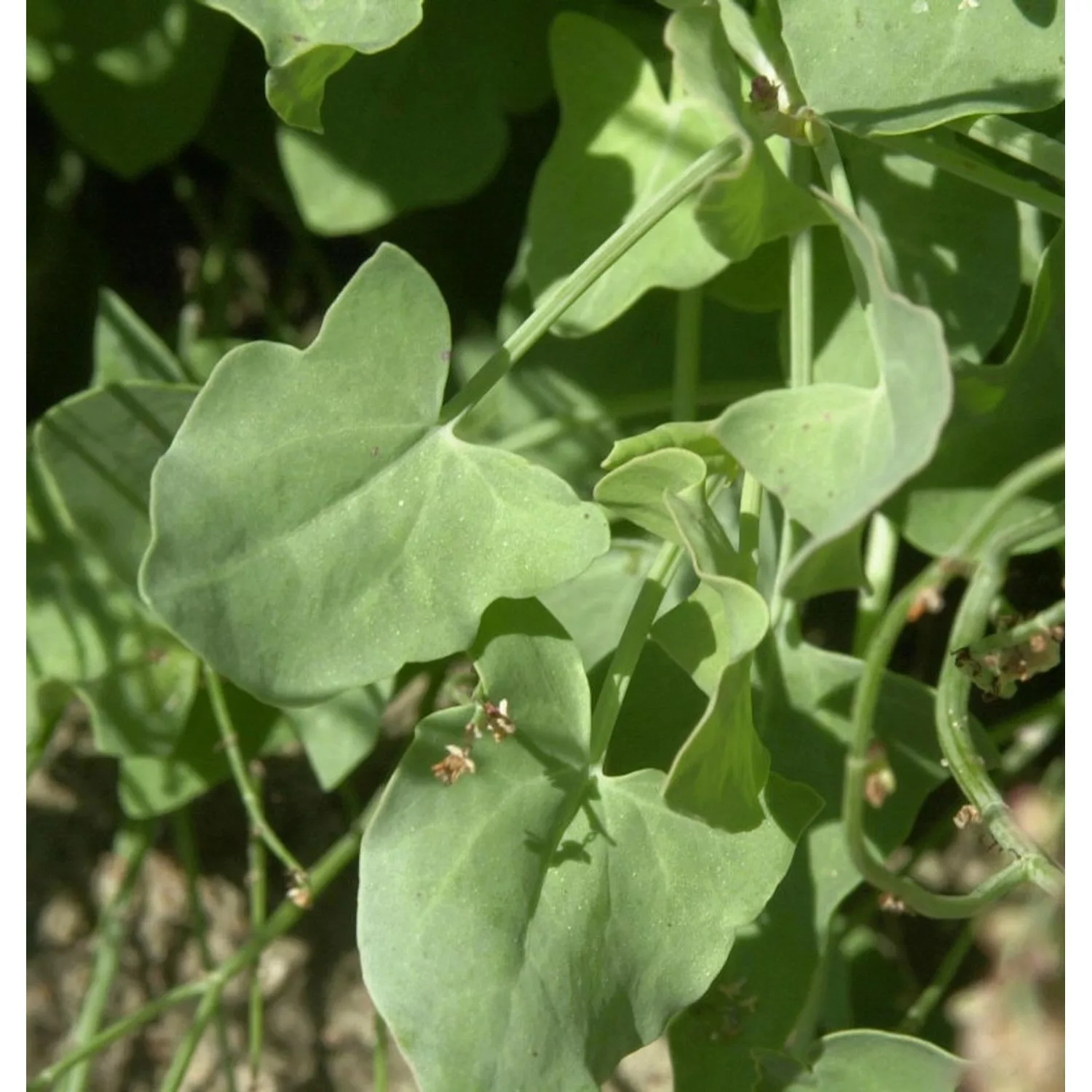 Kissen-Knöterich - Persicaria kahil günstig online kaufen