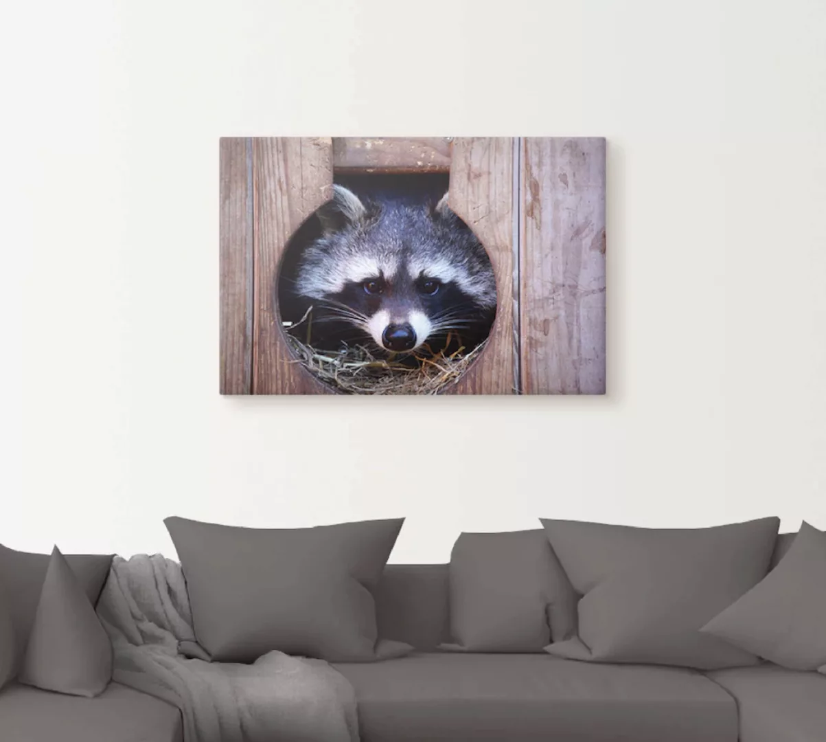 Artland Wandbild »Niedlicher kleiner Waschbär«, Wildtiere, (1 St.), als Lei günstig online kaufen