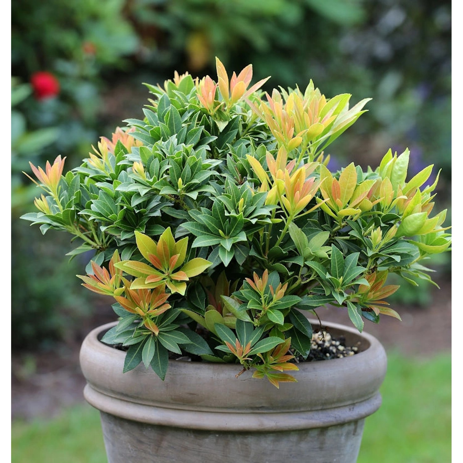 Schattenglöckchen Lavendelheide Sarabande 25-30cm - Pieris japonica günstig online kaufen