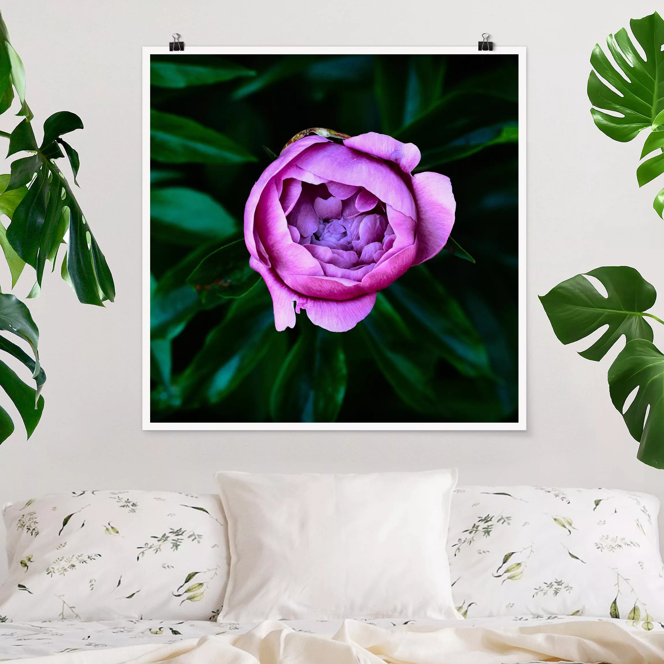 Poster Blumen - Quadrat Lila Pfingstrosenblüte vor Blättern günstig online kaufen