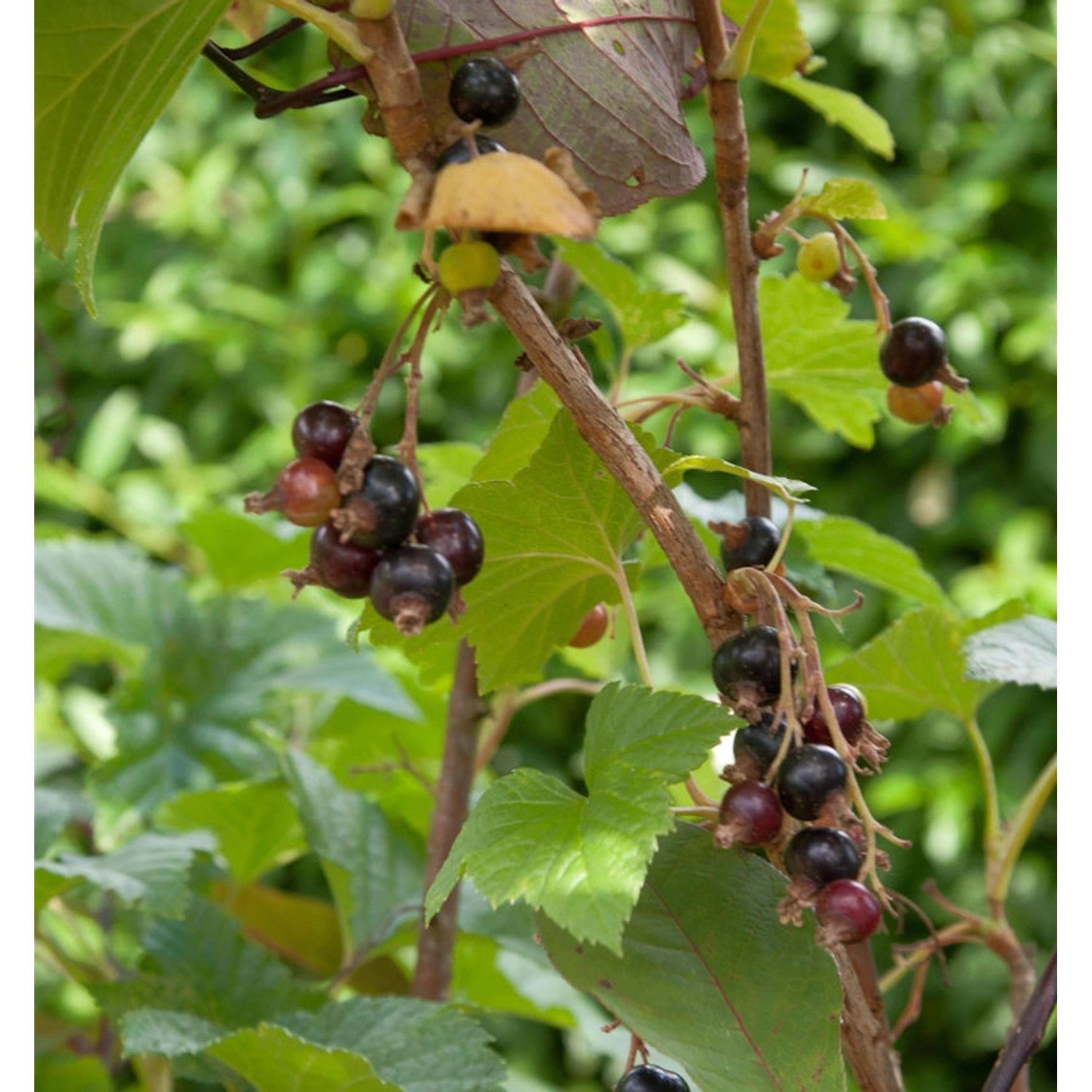 Hochstamm Schwarze Johannisbeere Titania 80-100cm - Ribes nigrum günstig online kaufen