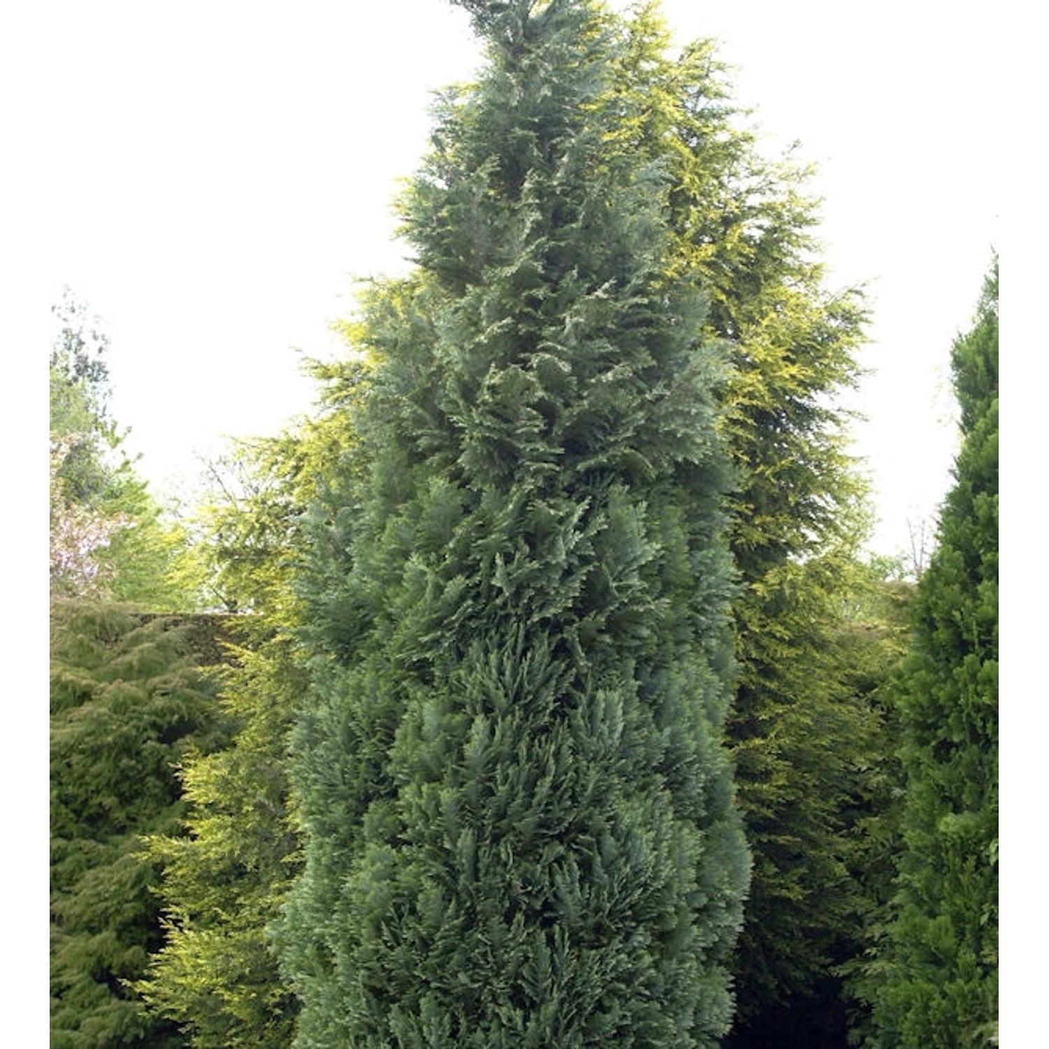 Blaue Säulenzypresse 100-125cm - Chamaecyparis lawsoniana günstig online kaufen