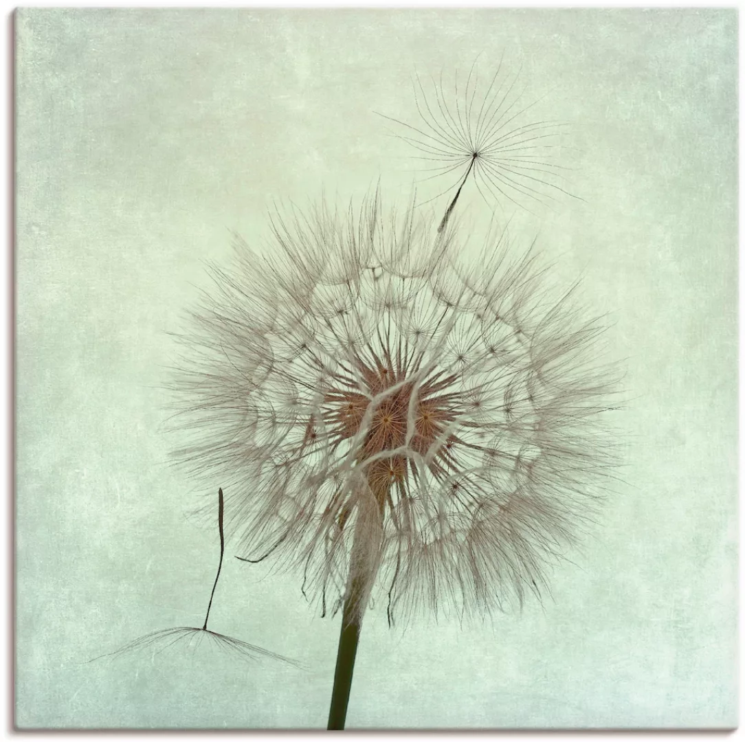 Artland Wandbild "Pusteblume II", Blumen, (1 St.), als Leinwandbild, Poster günstig online kaufen