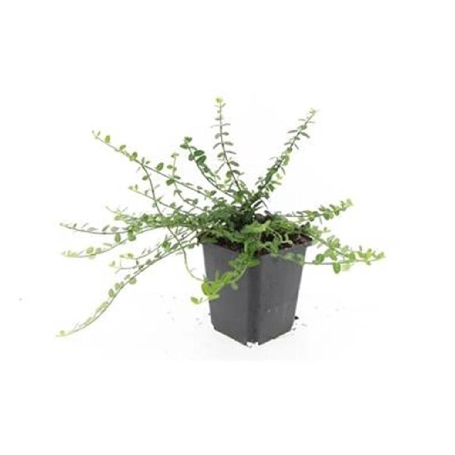 Exotenherz Bodendecker Kriechspindel Euonymus Fortunei Minimus 9cm Topf Set günstig online kaufen