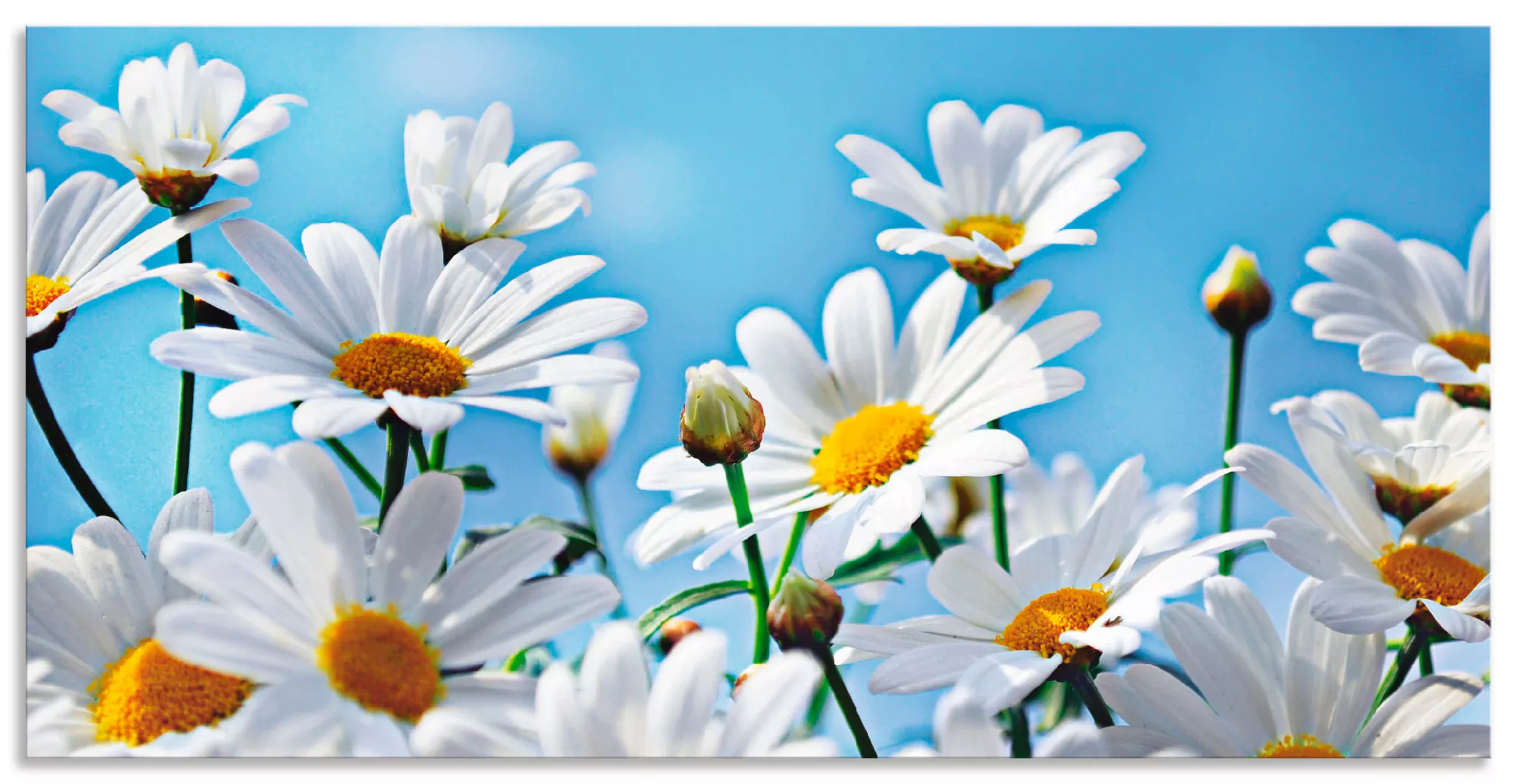 Artland Wandbild »Blumen - Margeriten«, Blumen, (1 St.), als Alubild, Outdo günstig online kaufen