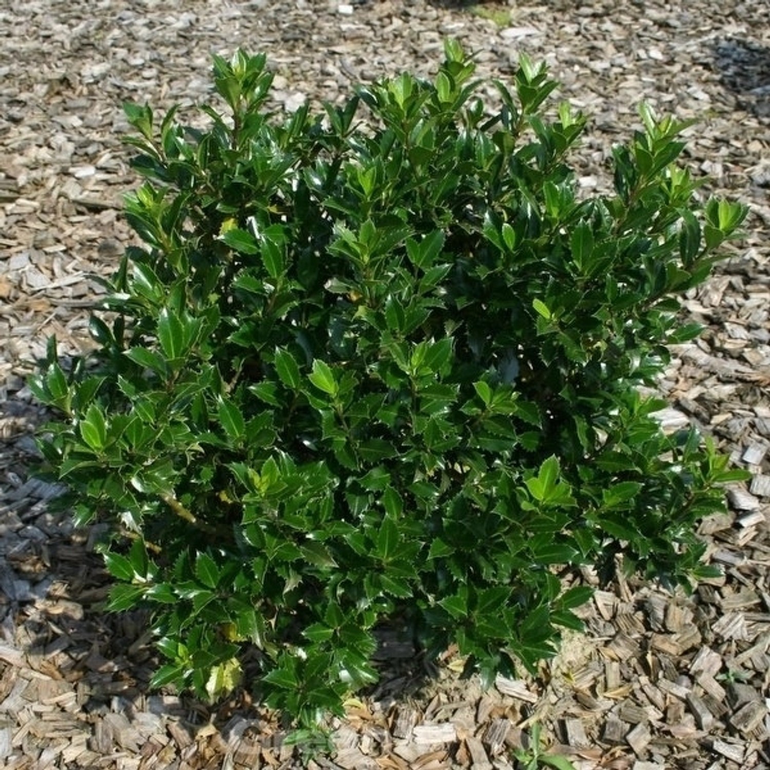 Stechpalme Ilex Heckenpracht 60-80cm - Ilex meserveae günstig online kaufen