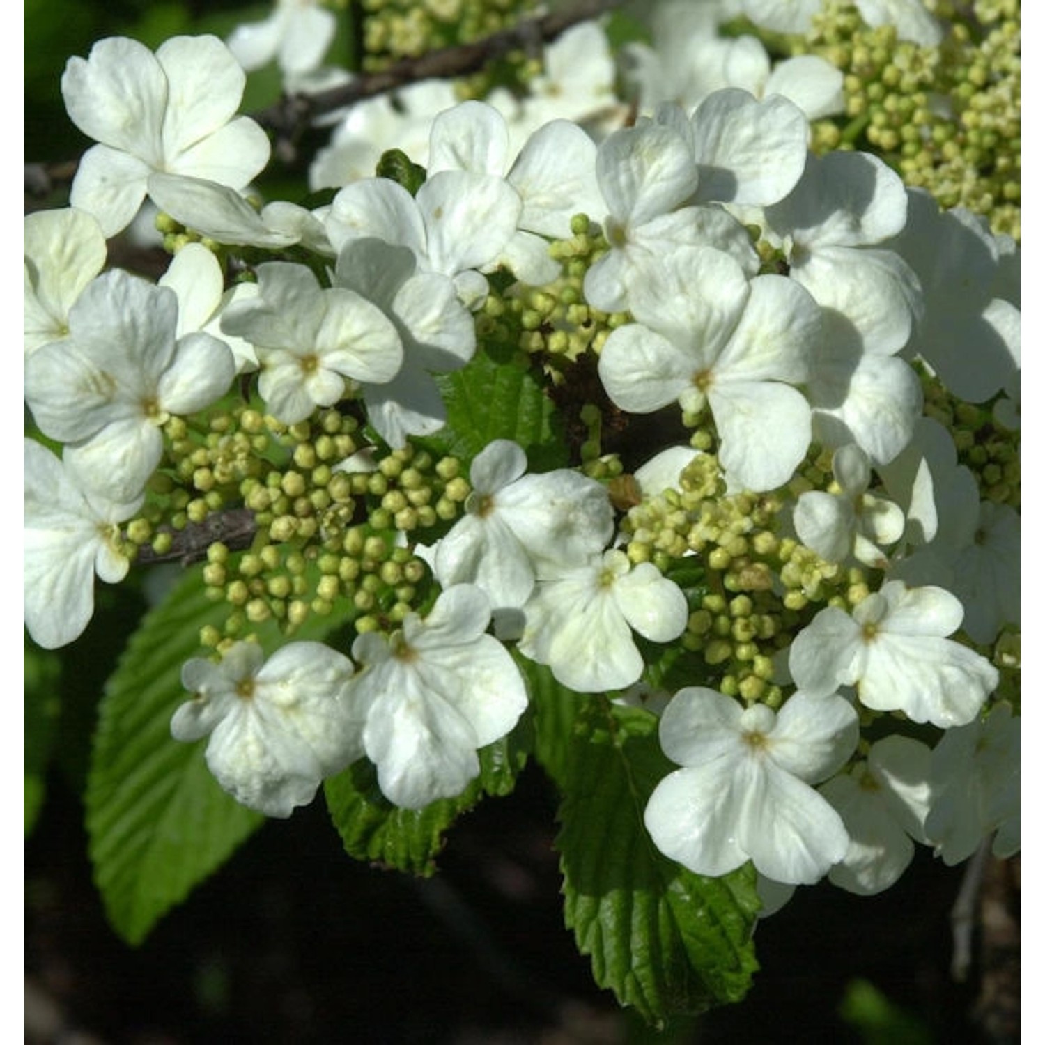 Filziger Schneeball 40-60cm - Viburnum plicatum günstig online kaufen