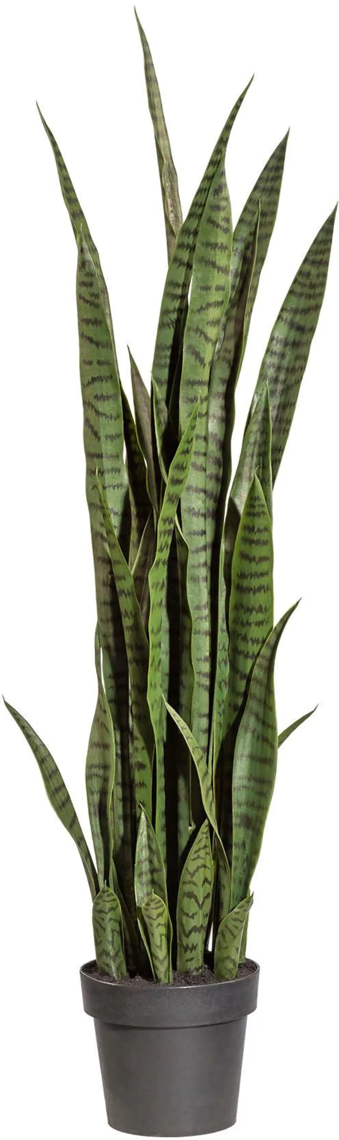 Creativ green Kunstpflanze "Sanseveria" günstig online kaufen