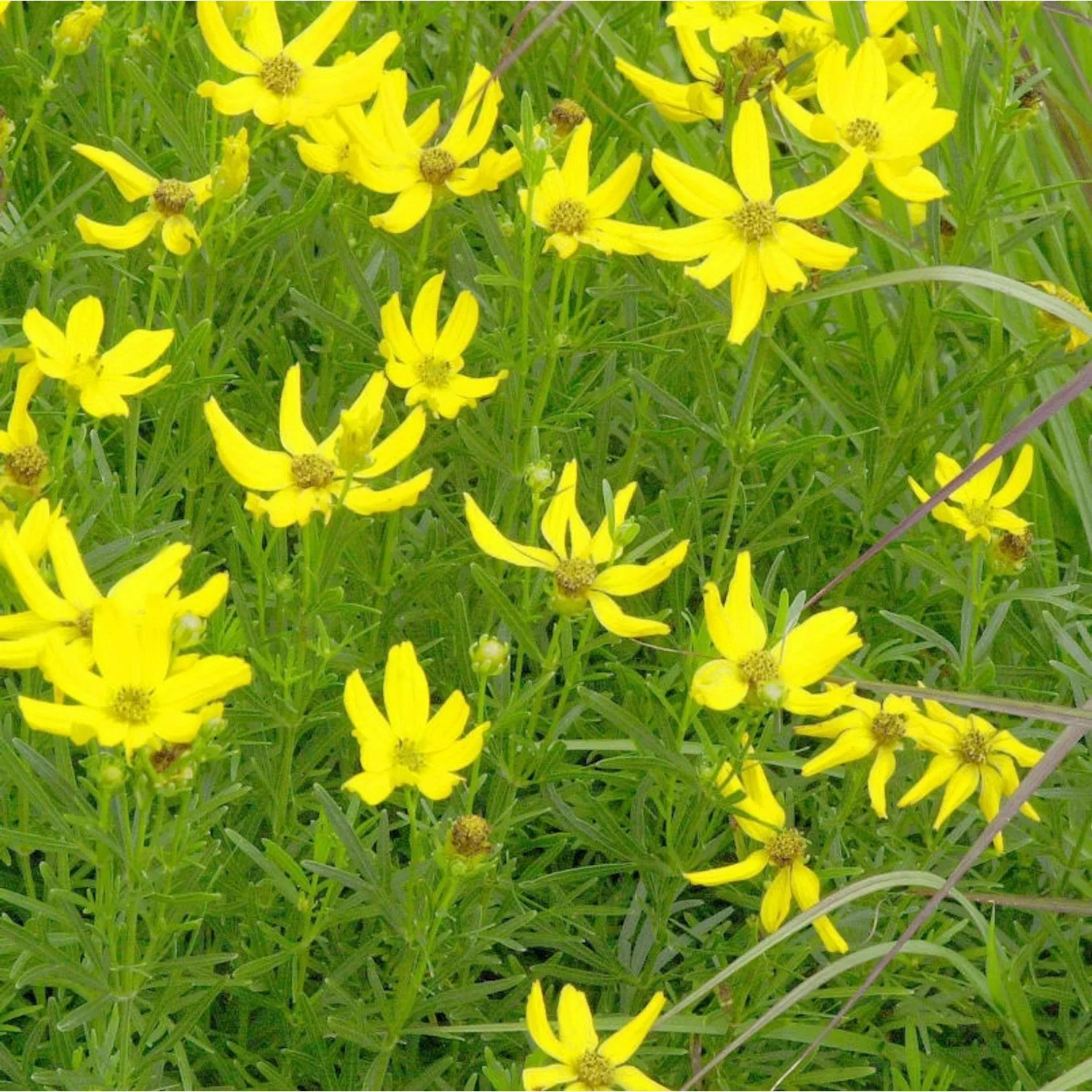 Palmlaub Mädchenauge - Coreopsis palmata günstig online kaufen