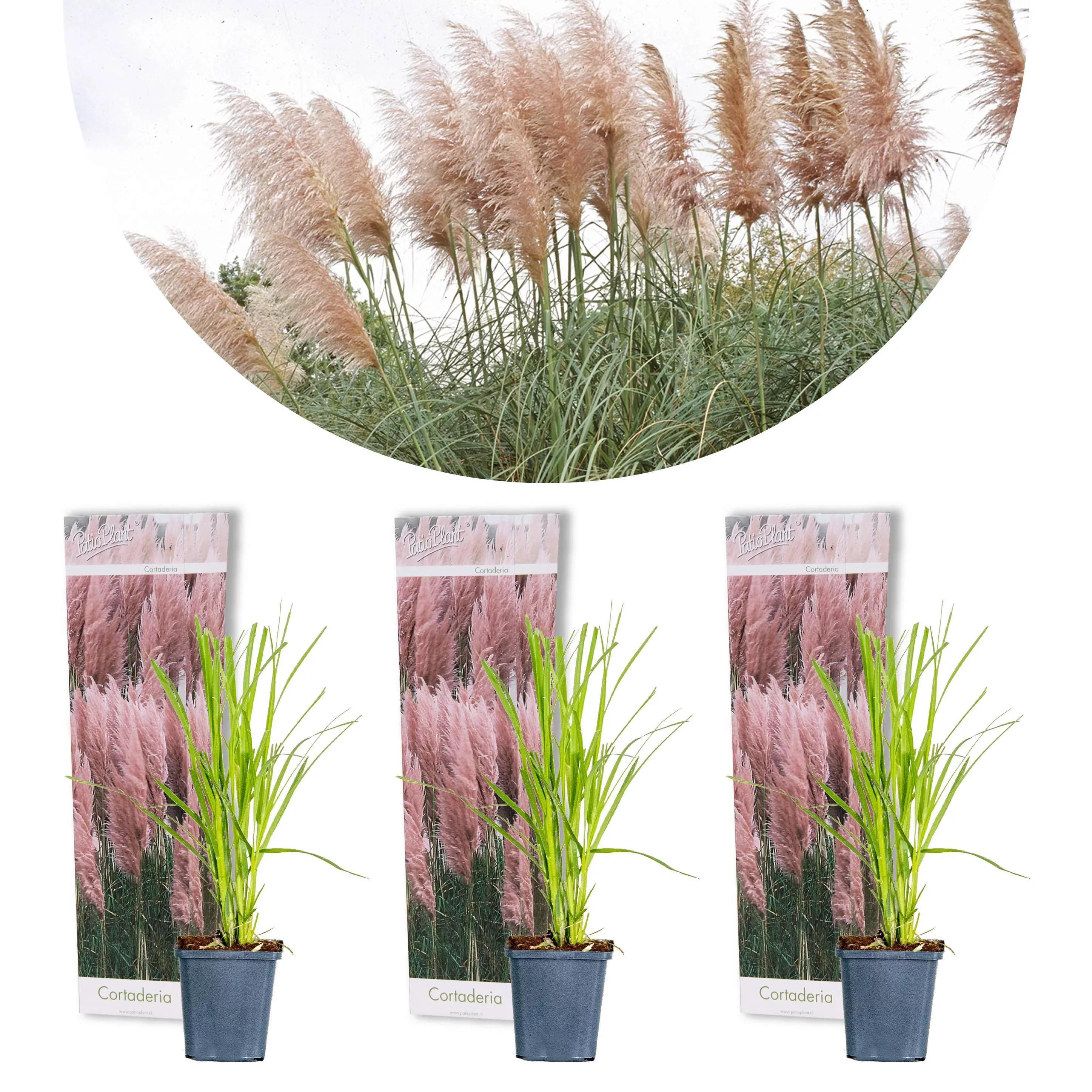 Casa Caron | 3er Set Cortaderia selloana Rosea günstig online kaufen