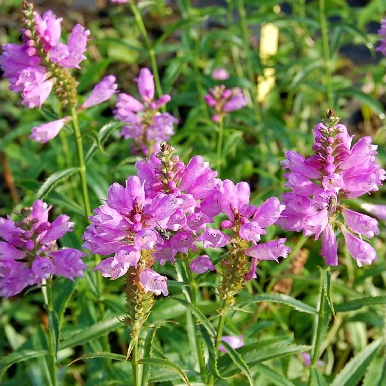 Gelenkblume Bouquet Rose - Physostegia virginiana günstig online kaufen