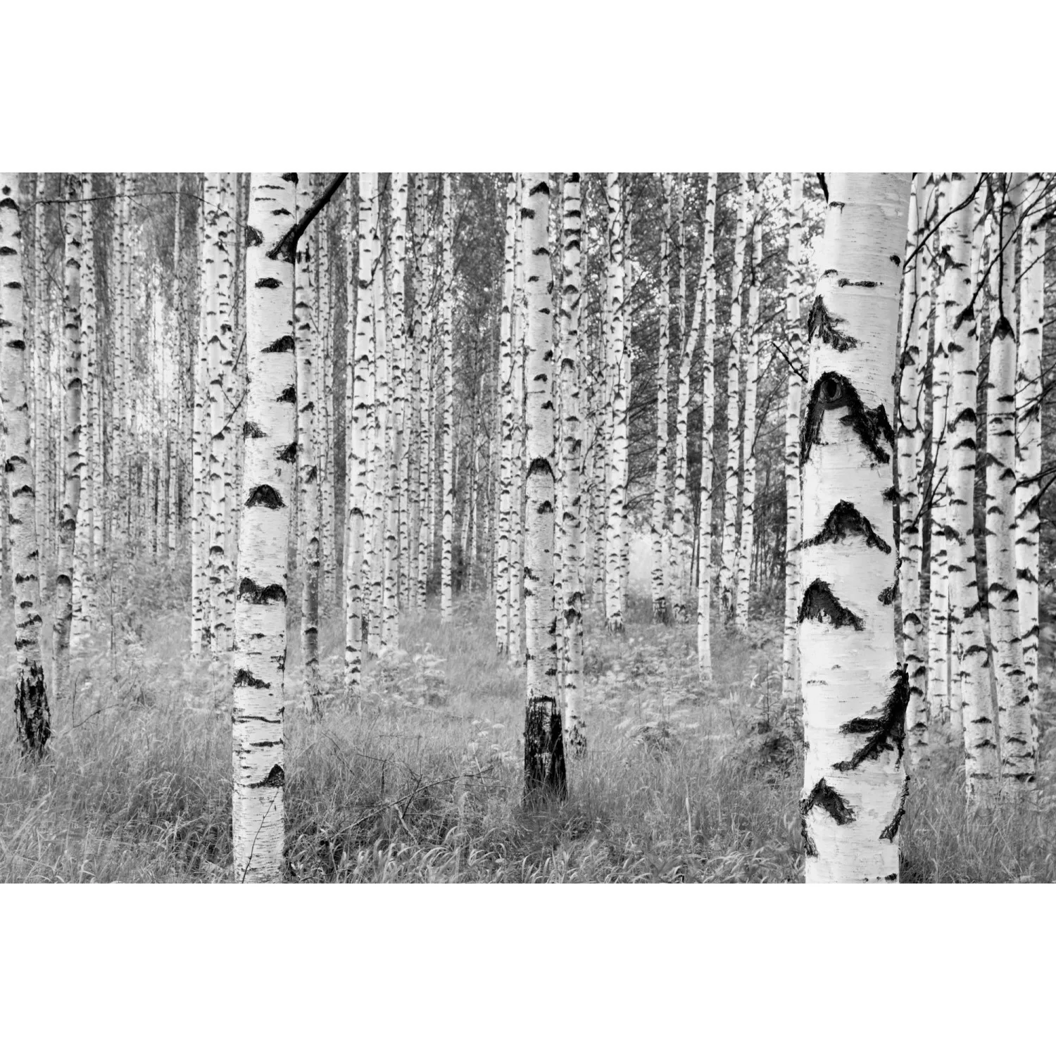 Komar Vliesfototapete Woods 368 cm x 248 cm FSC® günstig online kaufen