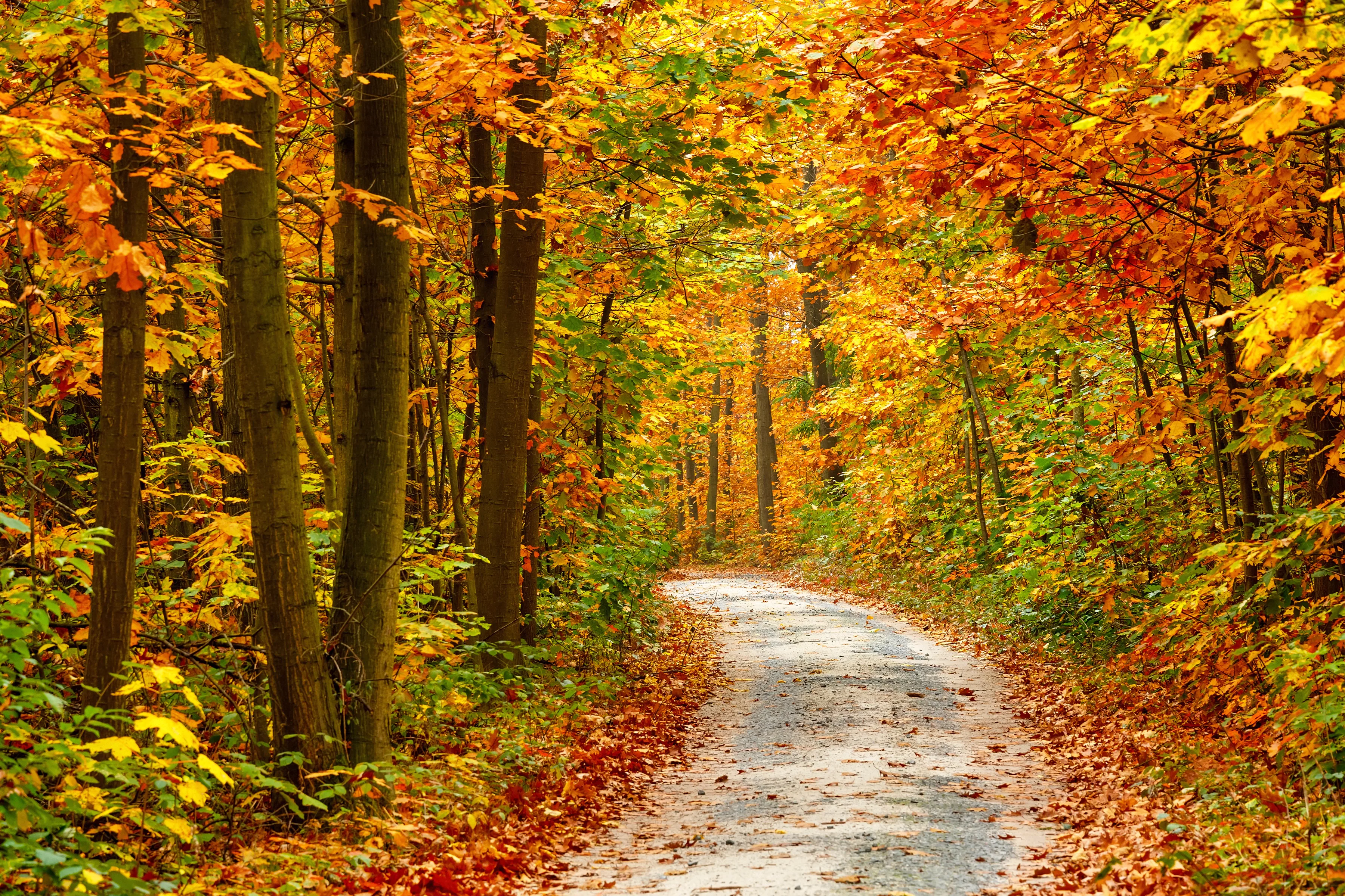 Papermoon Fototapete »Pathway in Colorful Autumn Forest« günstig online kaufen