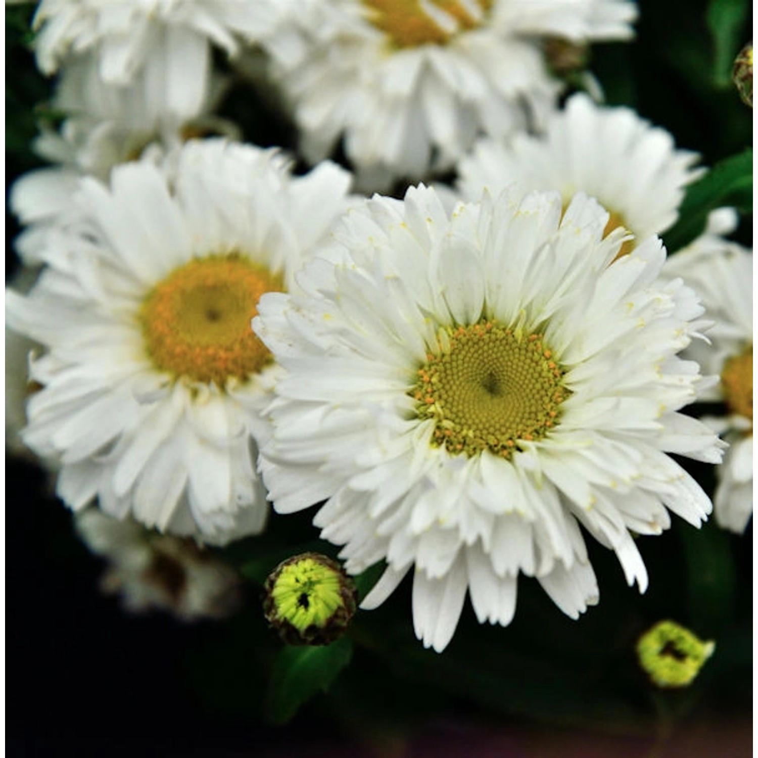 Gartenmargerite Freak - Leucanthemum superbum günstig online kaufen