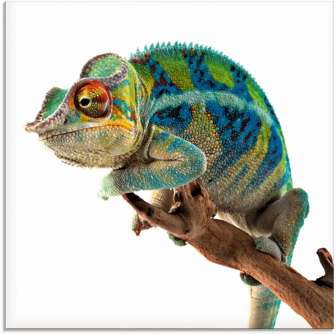 Artland Glasbild »Ambanja Panther Chamäleon«, Reptilien, (1 St.) günstig online kaufen
