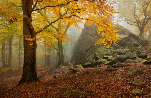 Papermoon Fototapete »Photo-Art DANIEL Å˜EÅ˜ICHA, HERBSTWALD« günstig online kaufen