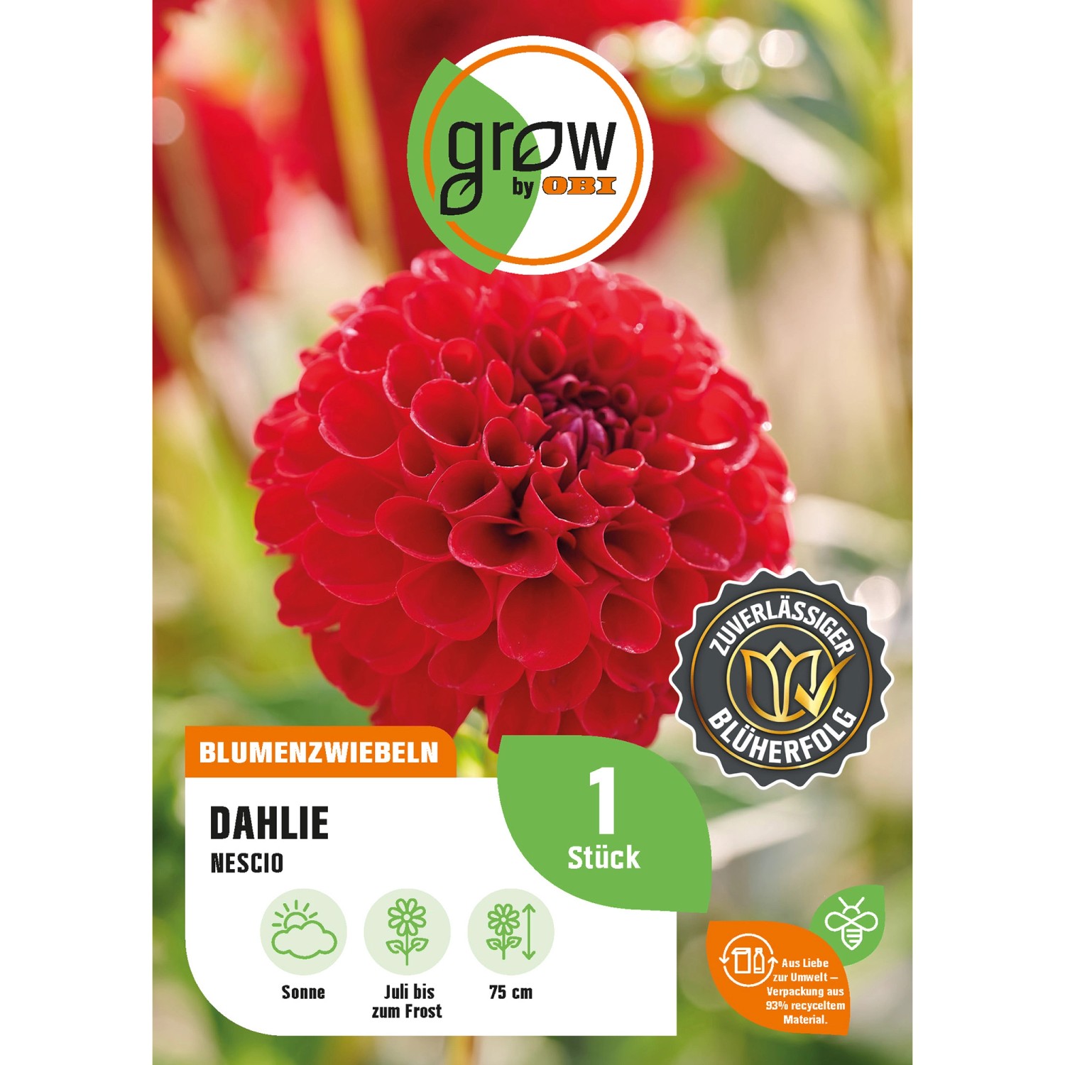 GROW by OBI Dahlie Nescio Höhe ca. 75 cm günstig online kaufen