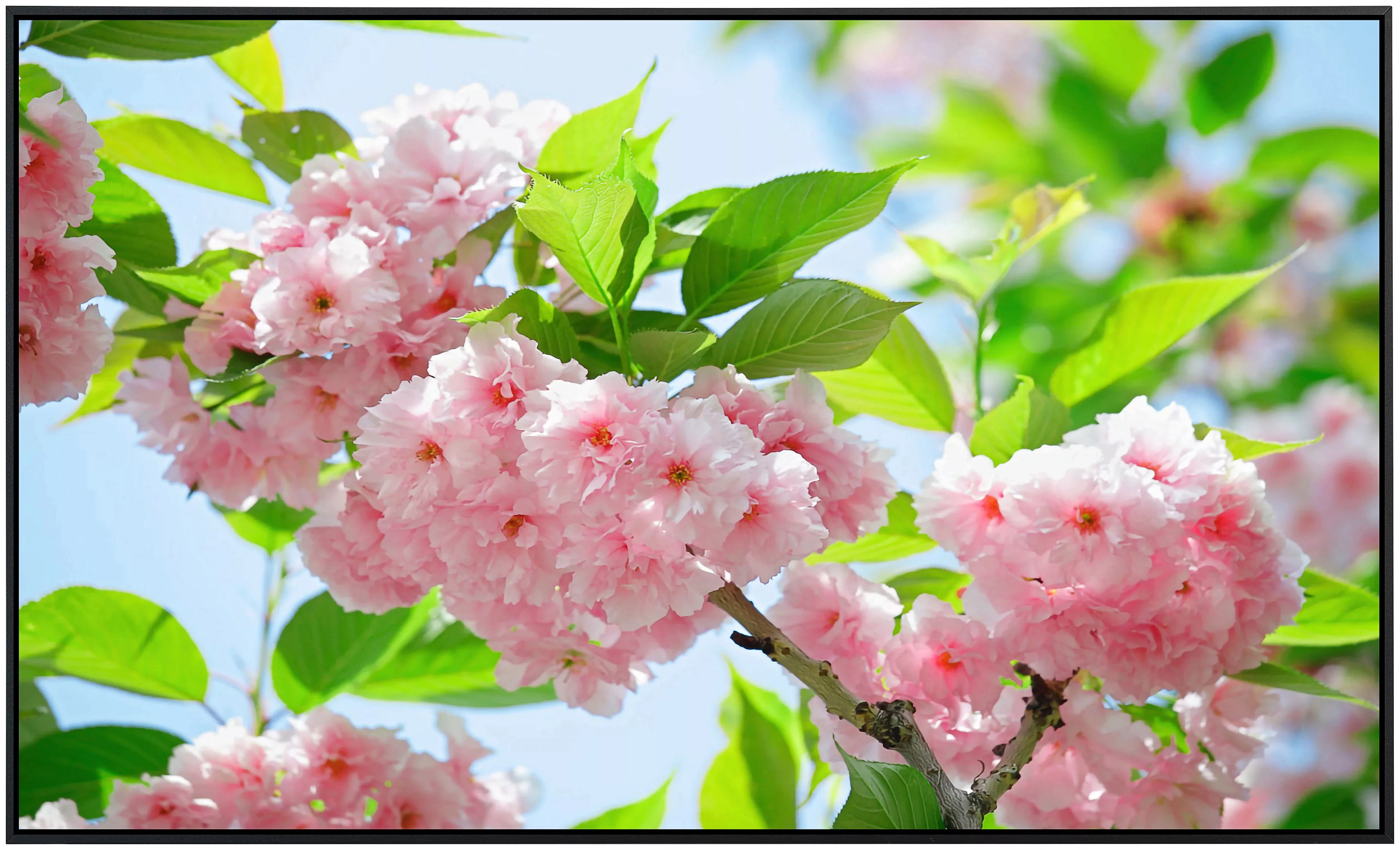 Papermoon Infrarotheizung »Sakury Kirschblüte«, sehr angenehme Strahlungswä günstig online kaufen