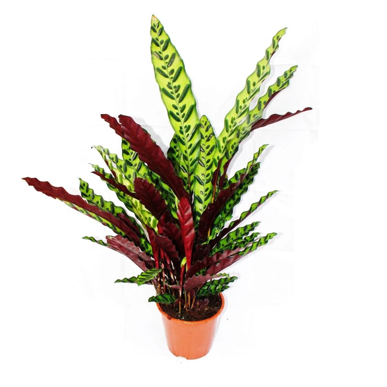 Exotenherz XXL-Schattenpflanze mit Ausgefallenem Blattmuster Calathea Lanci günstig online kaufen