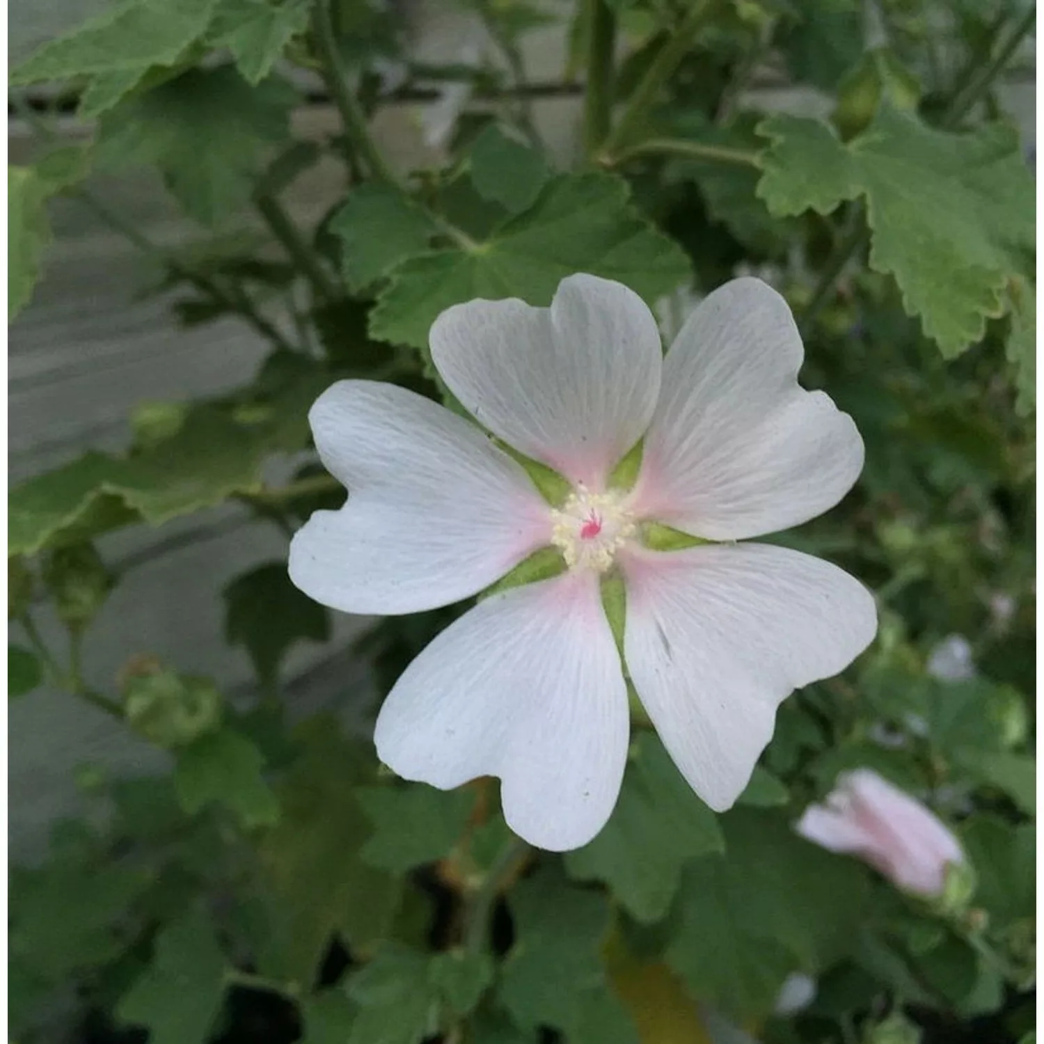 Buschmalve White Angel - Lavatera Olbia günstig online kaufen