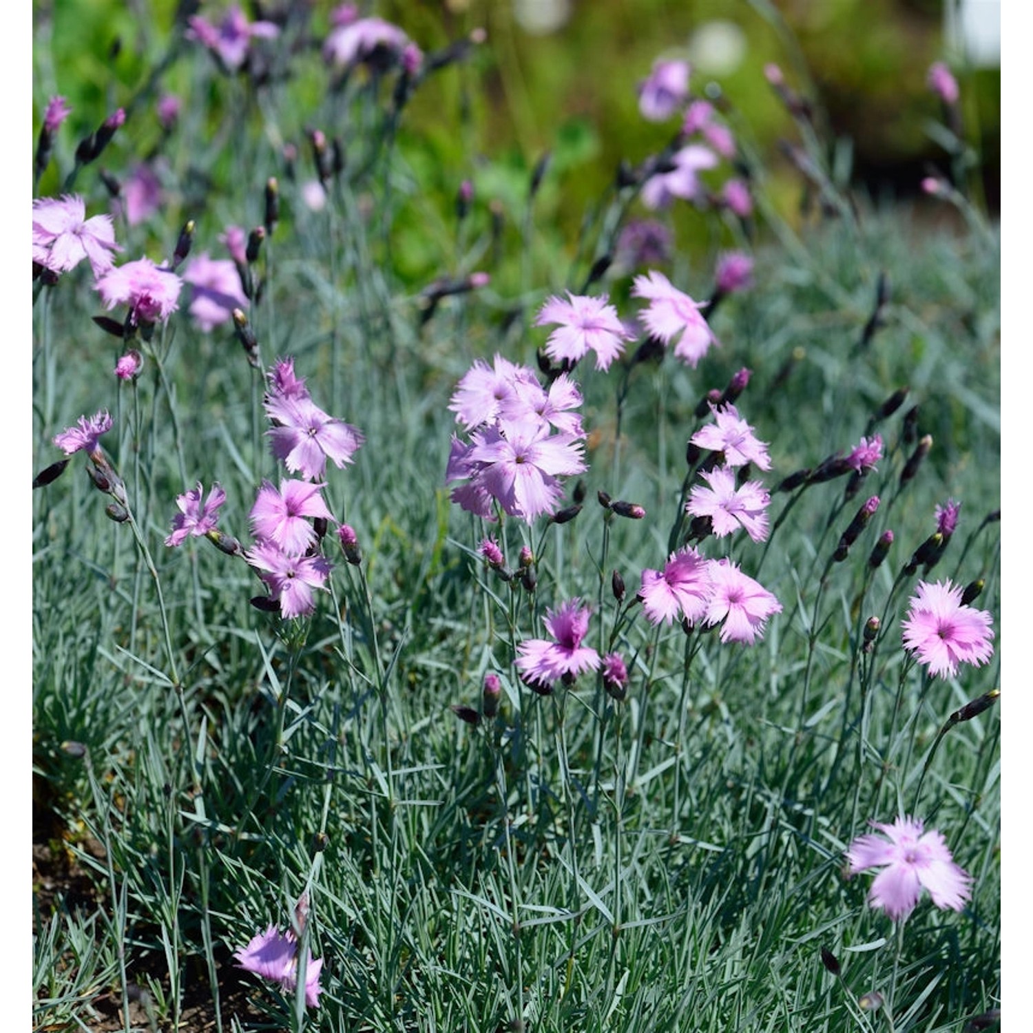 Pfingstnelke - Dianthus gratianopolitanus günstig online kaufen