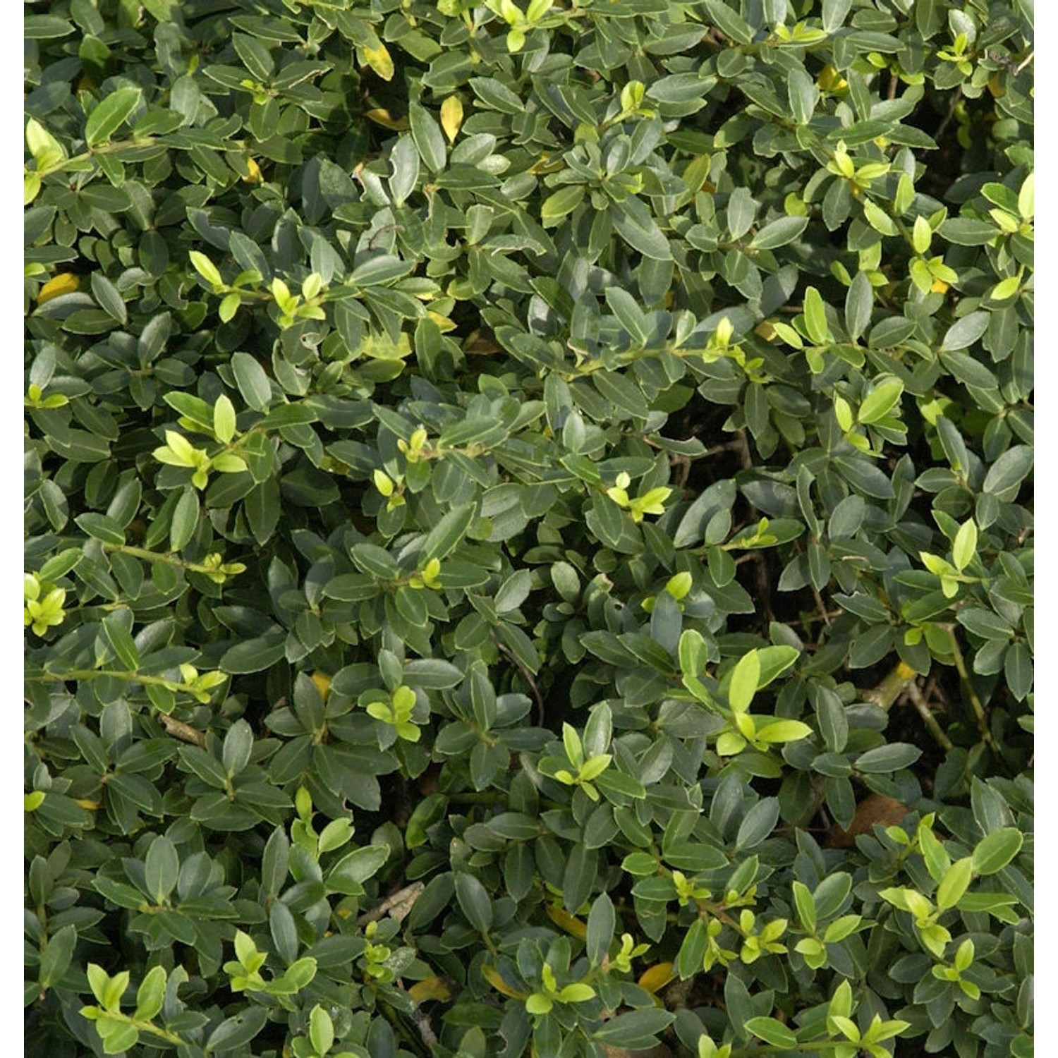 Kegelschnitt Löffel Ilex Dark Green 50-60cm - Ilex crenata günstig online kaufen