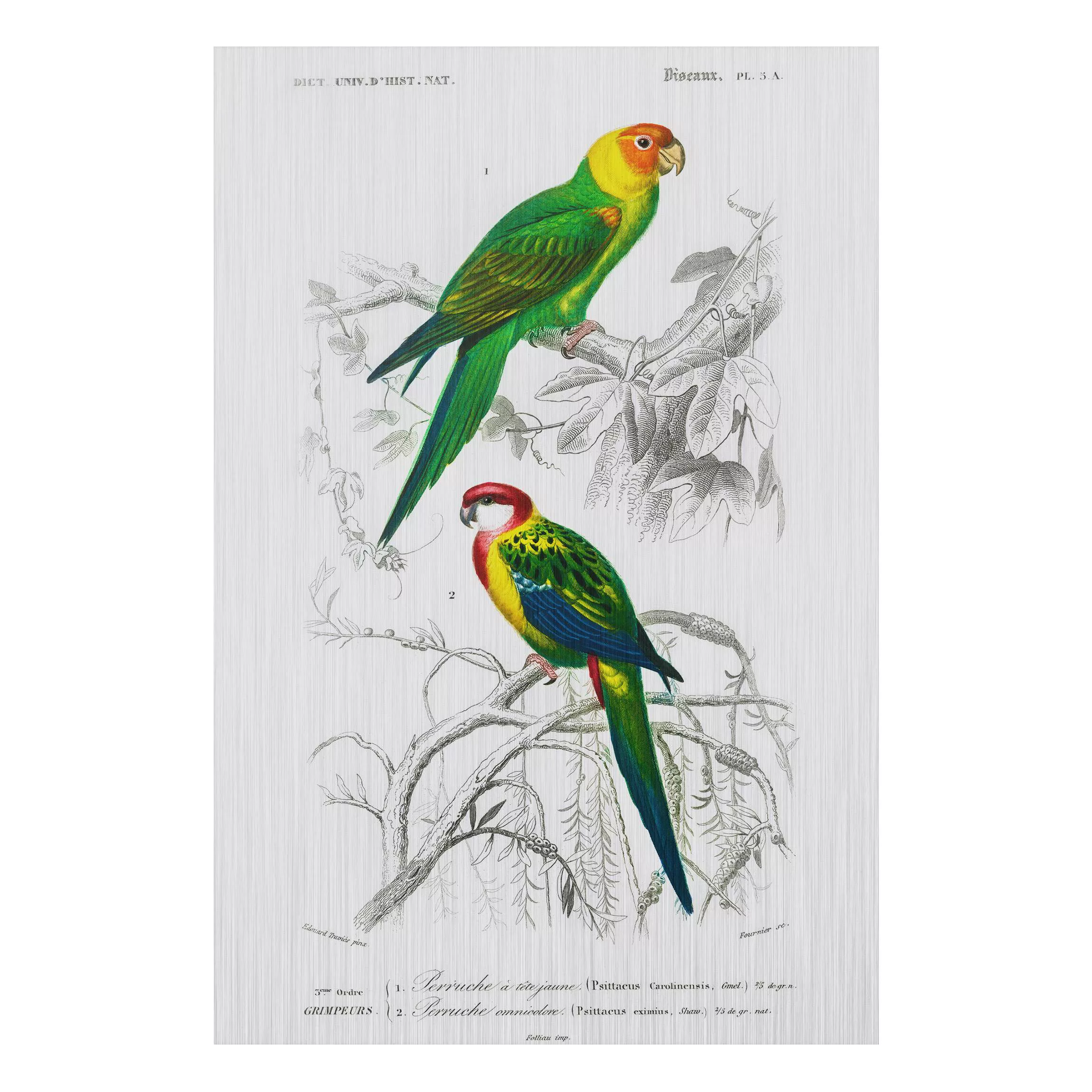 Alu-Dibond Bild Blumen - Hochformat 2:3 Vintage Lehrtafel Zwei Papageien Gr günstig online kaufen