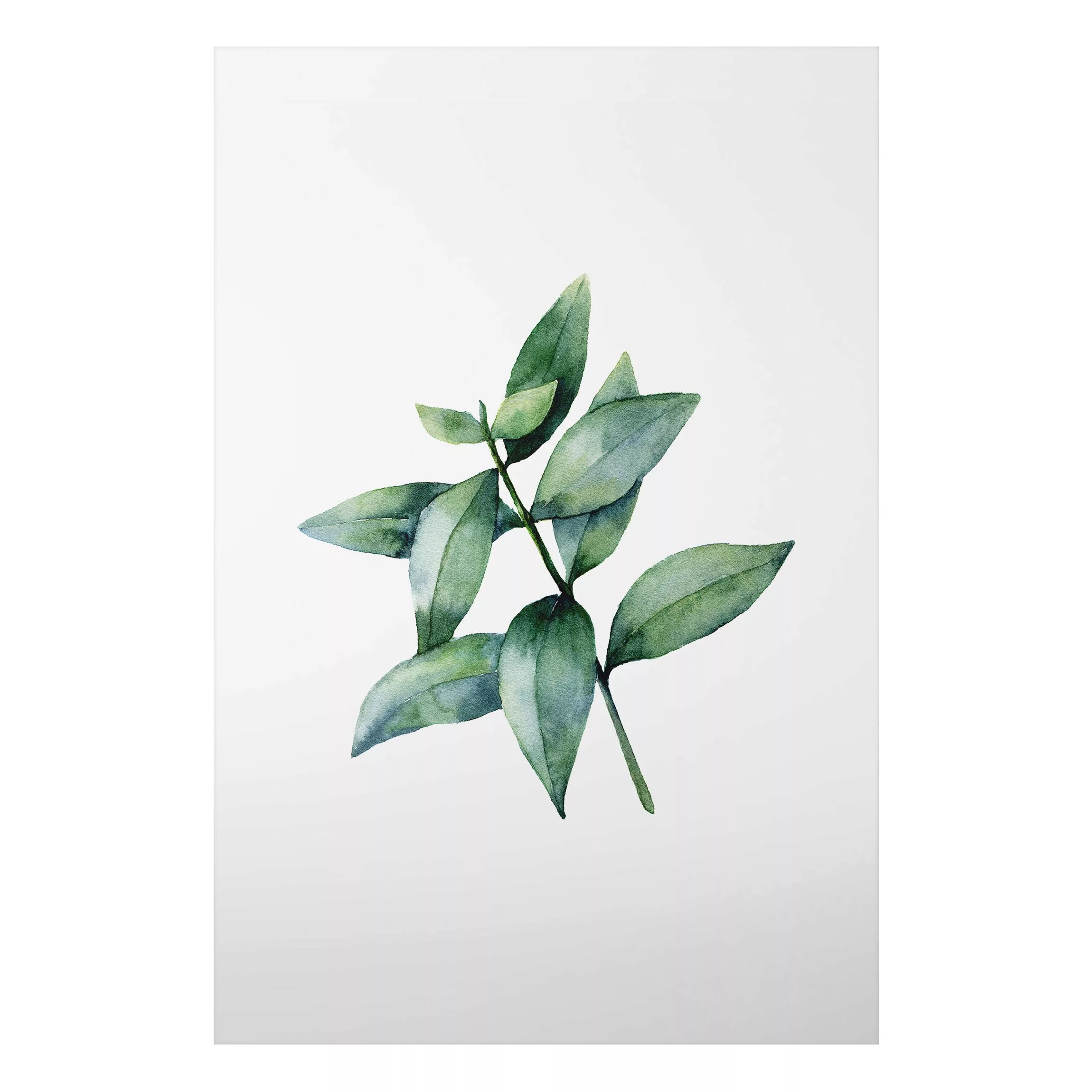 Alu-Dibond Bild Aquarell Eucalyptus III günstig online kaufen