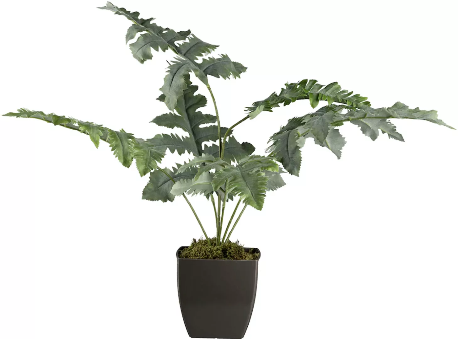Creativ green Künstliche Zimmerpflanze "Blaufarn im Topf" günstig online kaufen