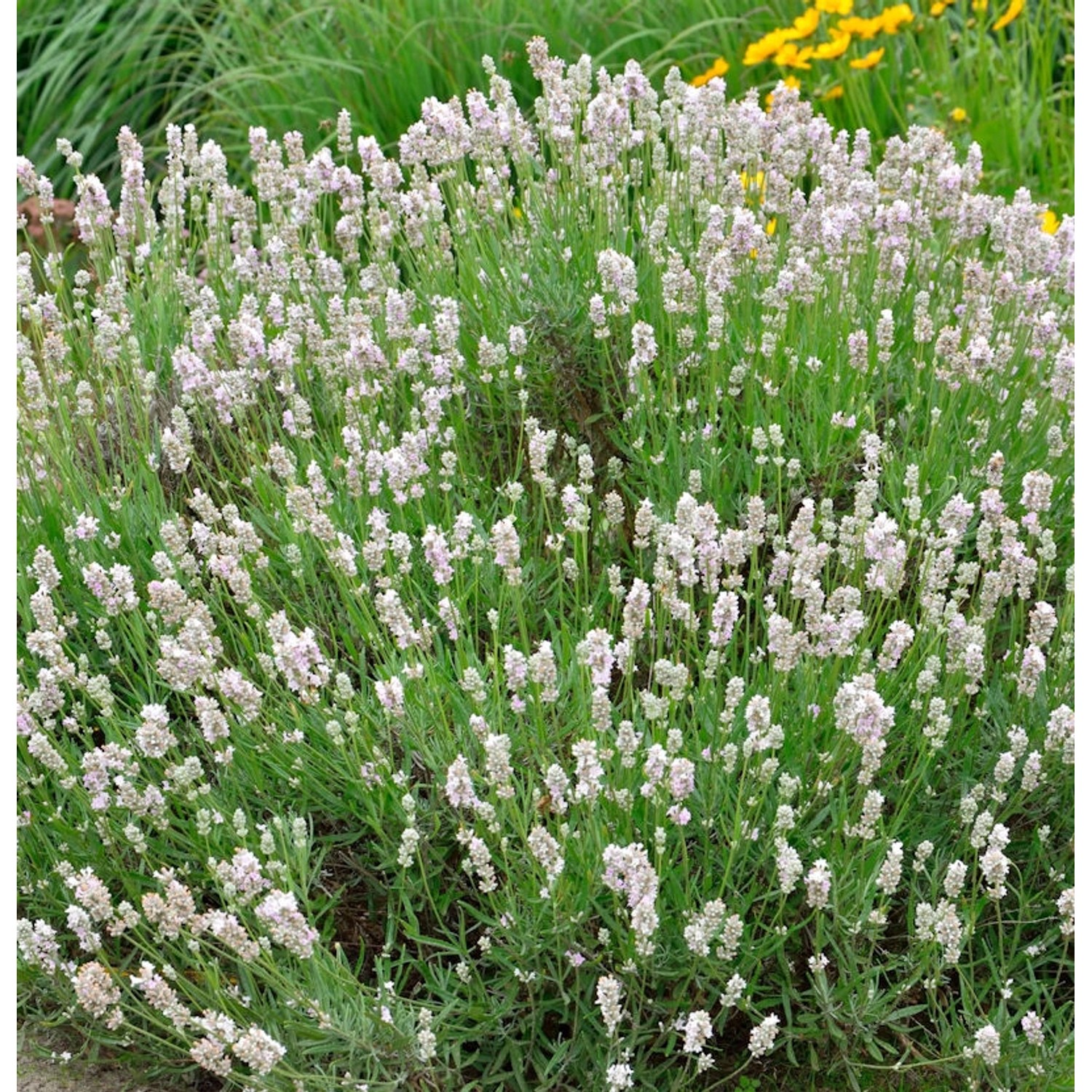 Echter Lavendel Miss Katherine - Lavandula angustifolia günstig online kaufen