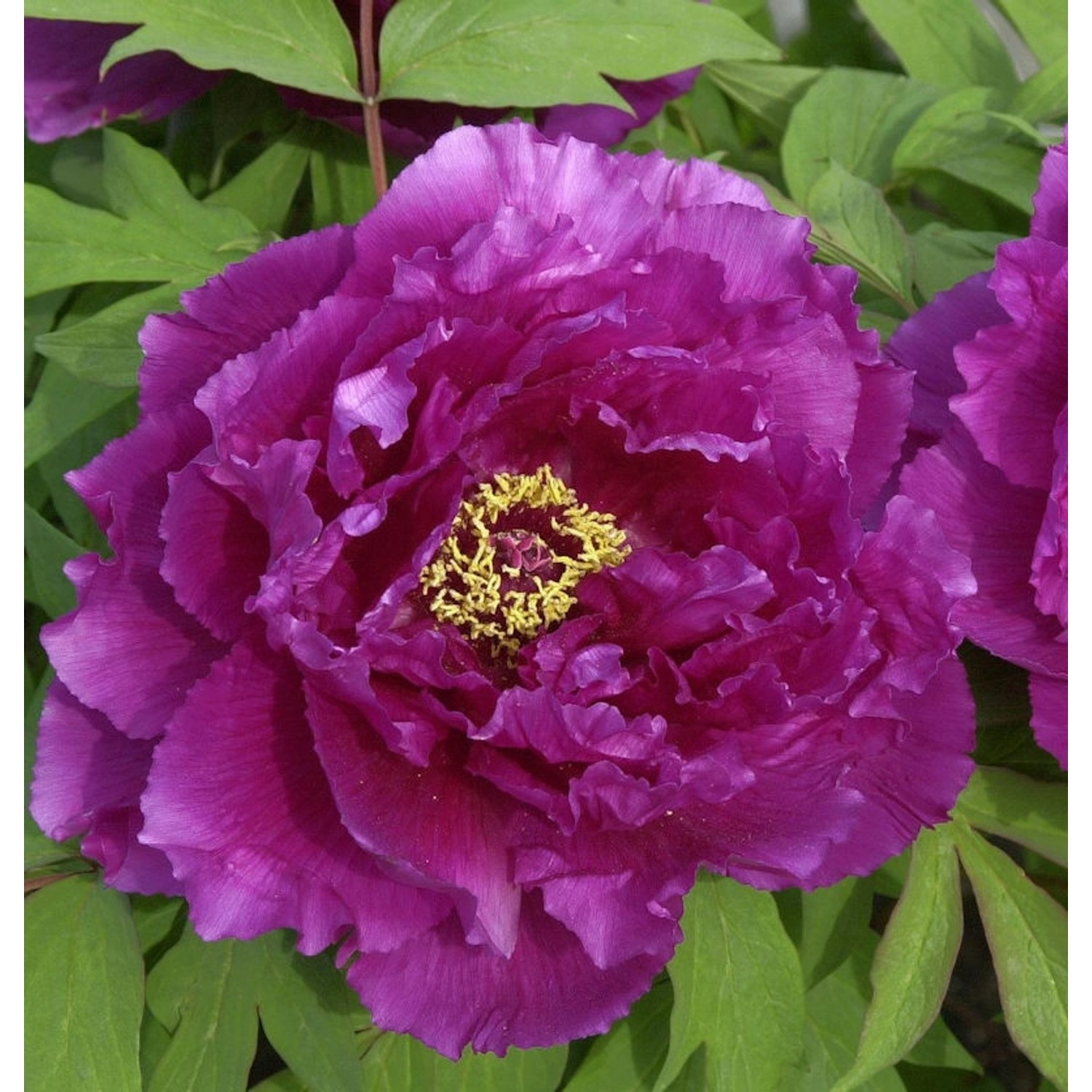 Strauchpfingstrose Hana Daijin - Paeonia suffruticosa günstig online kaufen