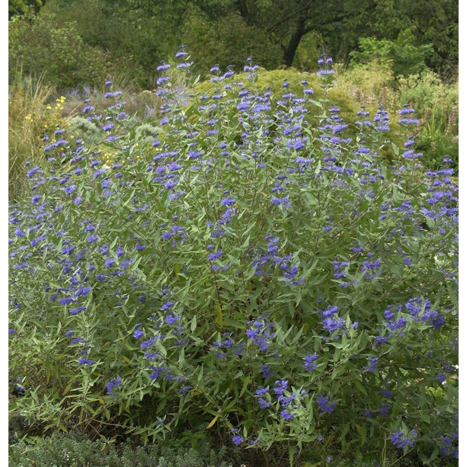 Bartblume Heavenly Blue 40-60cm - Caryopteris clandonensis günstig online kaufen