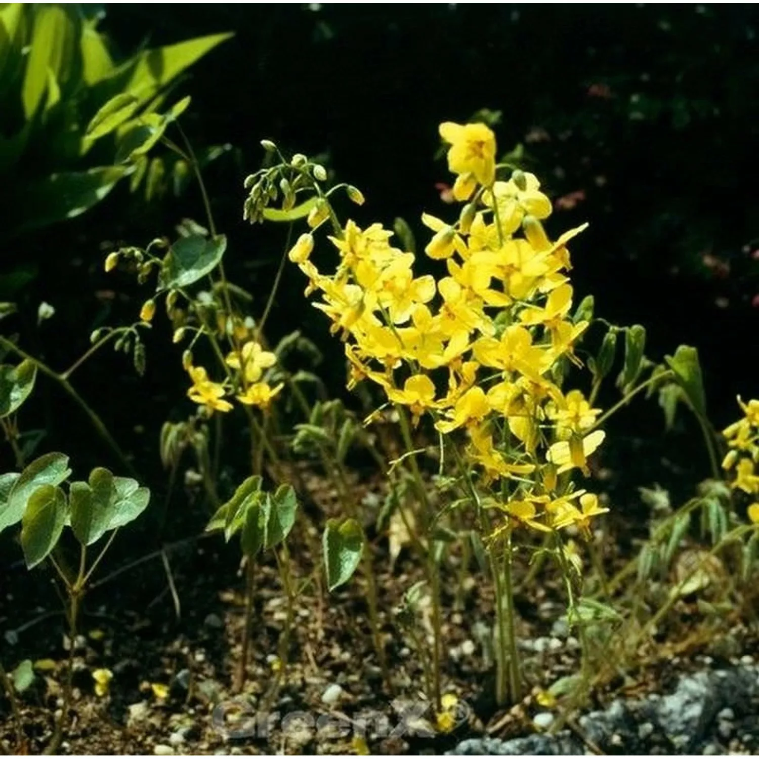 Elfenblume Nachfolger - Epimedium perralchicum günstig online kaufen