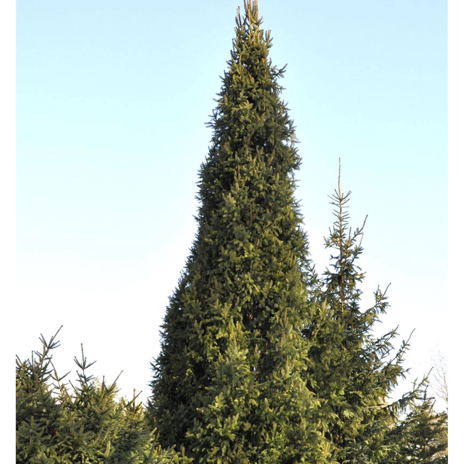 Säulenfichte Cupressina 80-100cm - Picea abies günstig online kaufen