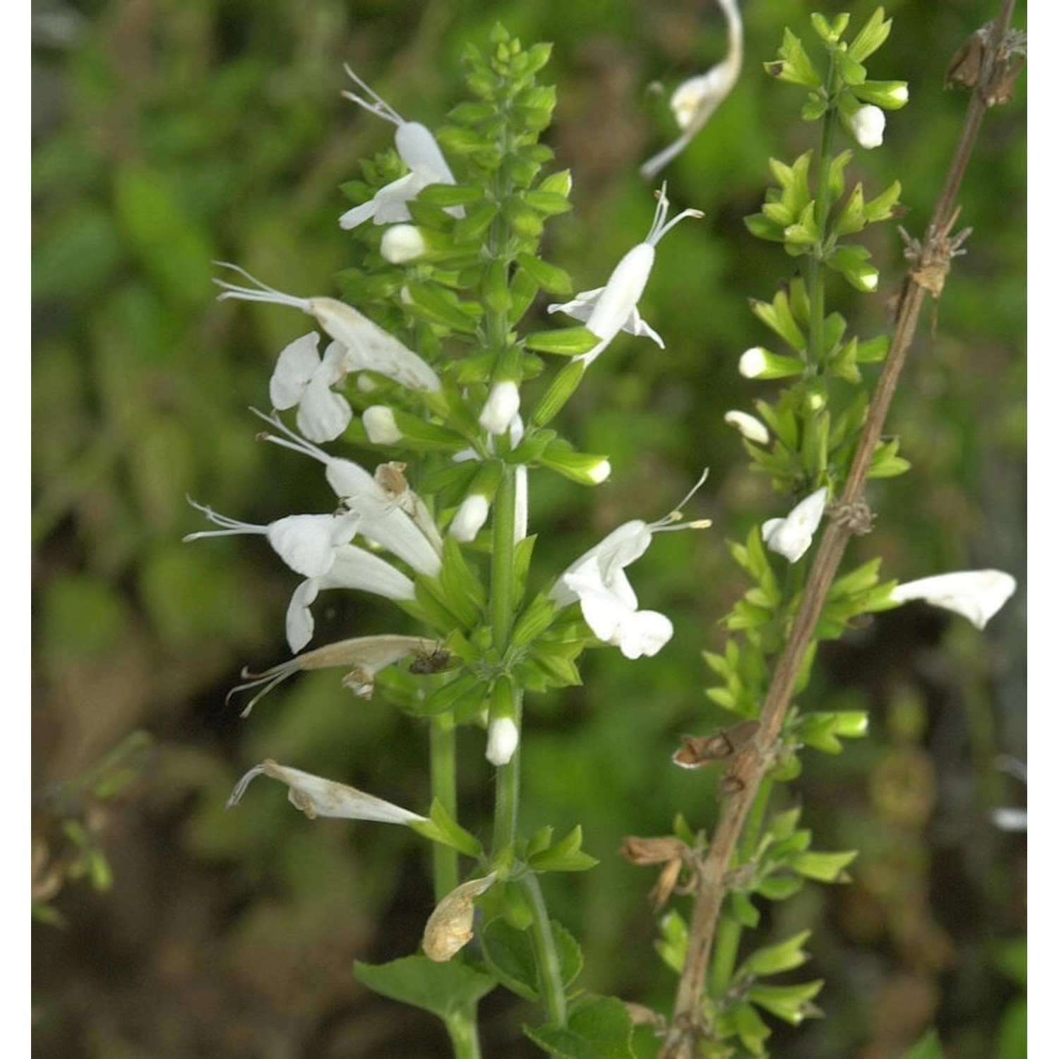 Quirlblütiger Salbei White Rain - Salvia verticillata günstig online kaufen