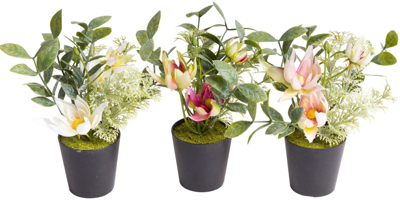 Botanic-Haus Künstliche Zimmerpflanze "Christrosen-Arrangement im schwarzen günstig online kaufen