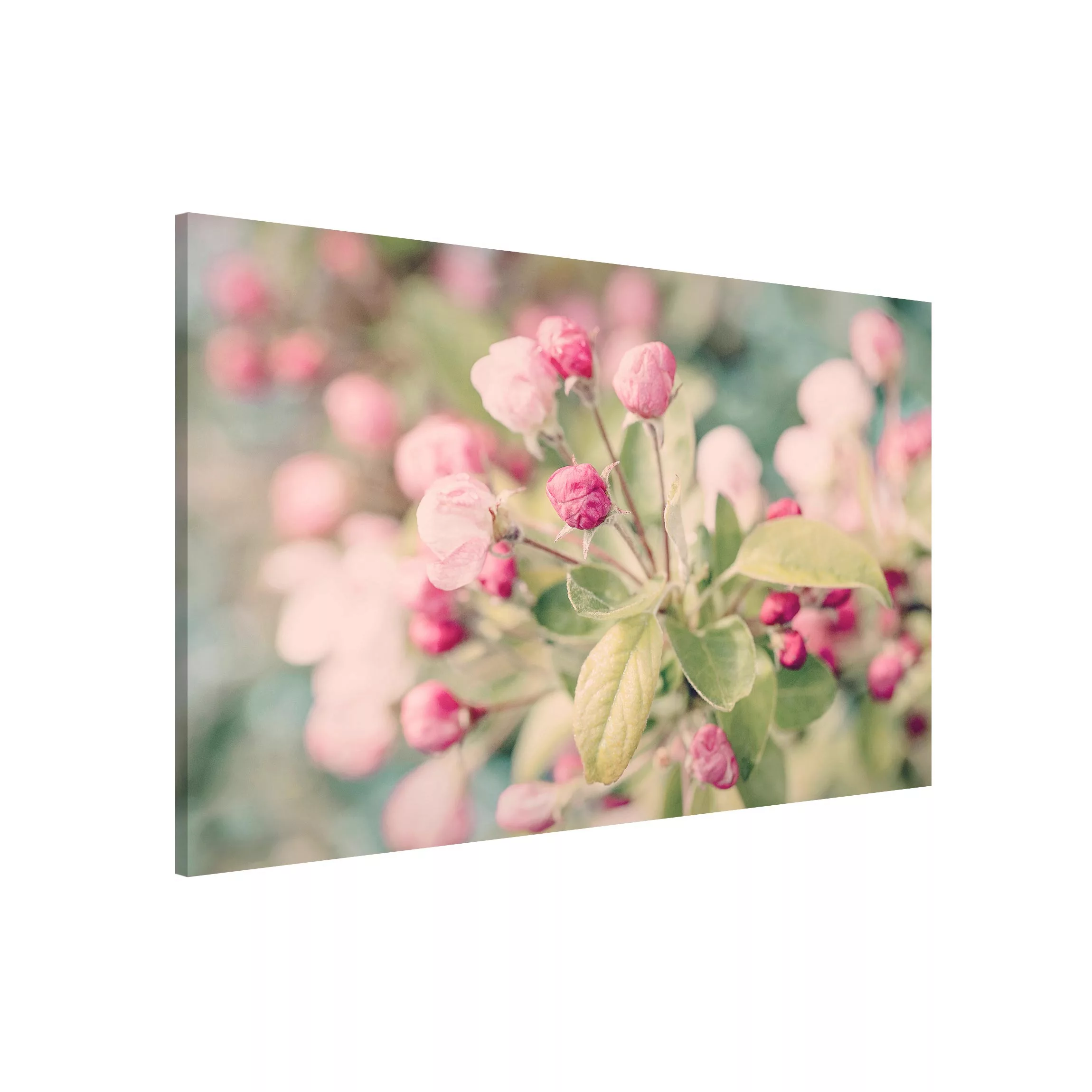 Magnettafel Apfelblüte Bokeh rosa günstig online kaufen