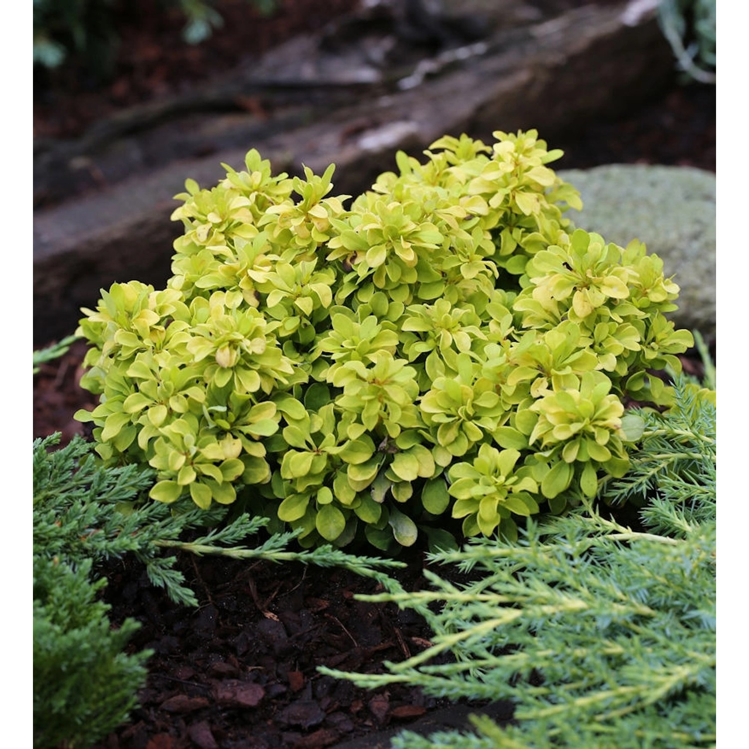 Beberitze Tiny Gold 15-20cm - Berberis thunbergii günstig online kaufen