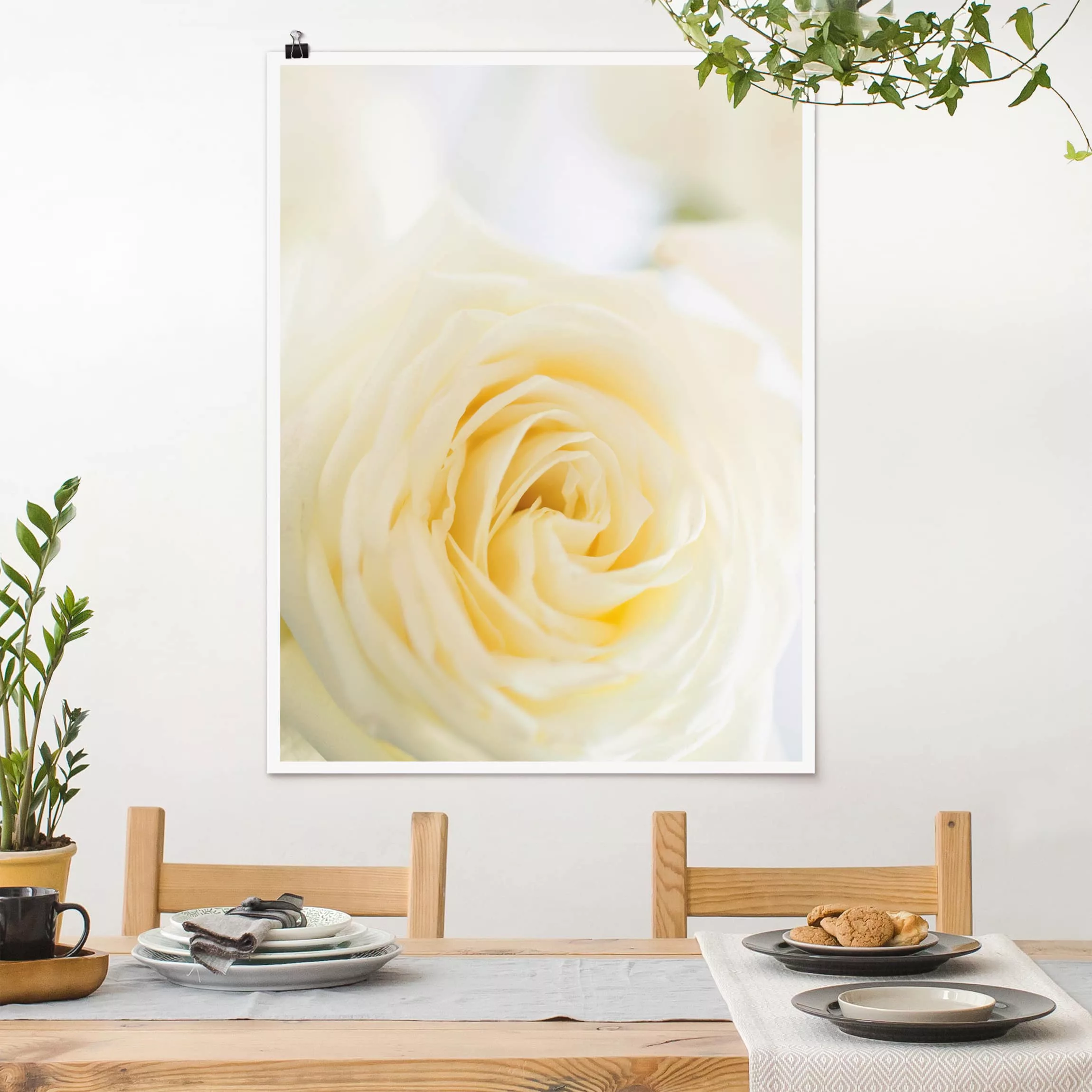 Poster Blumen - Hochformat White Rose günstig online kaufen