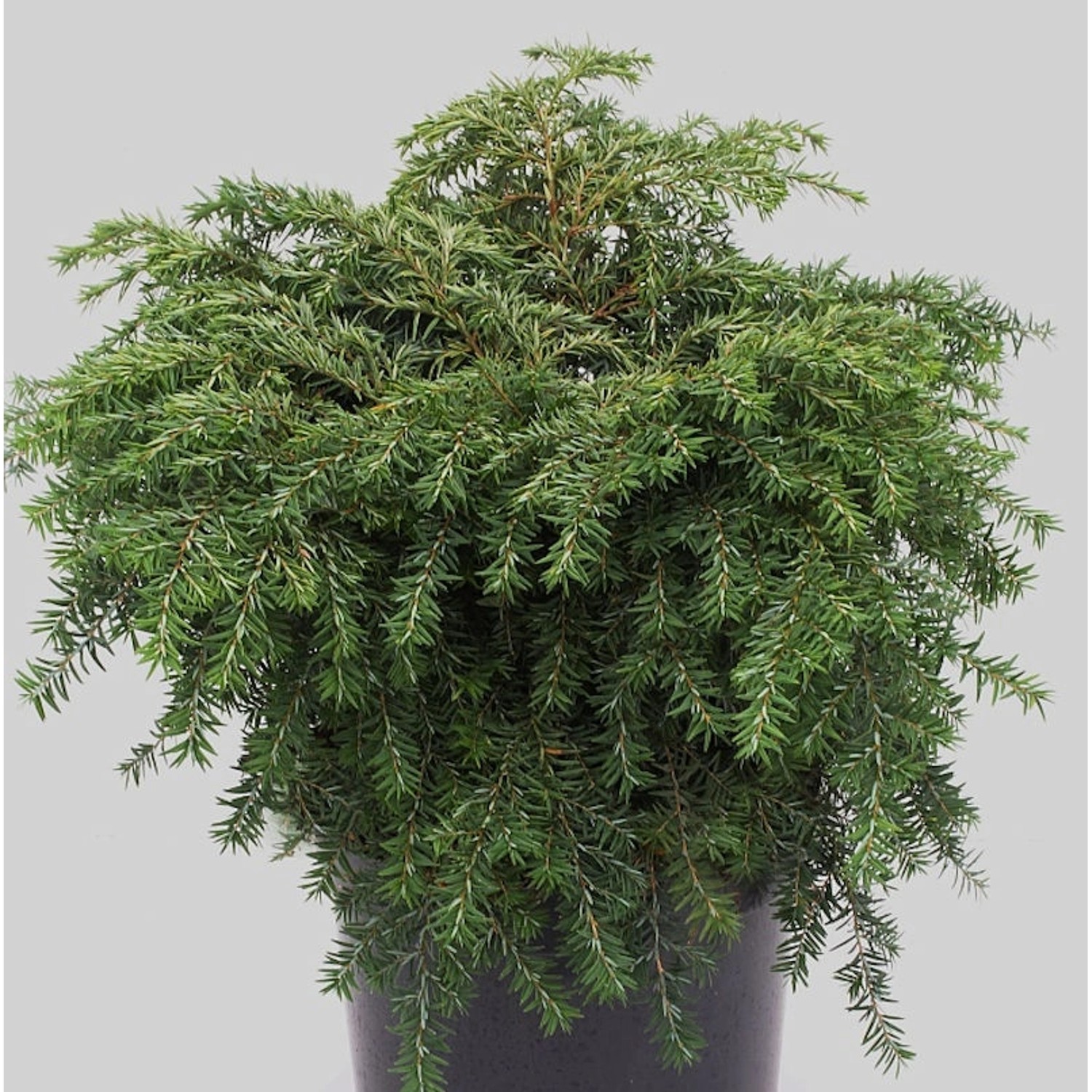 Kissen-Hemlock Jeddeloh 25-30cm - Tsuga canadensis günstig online kaufen